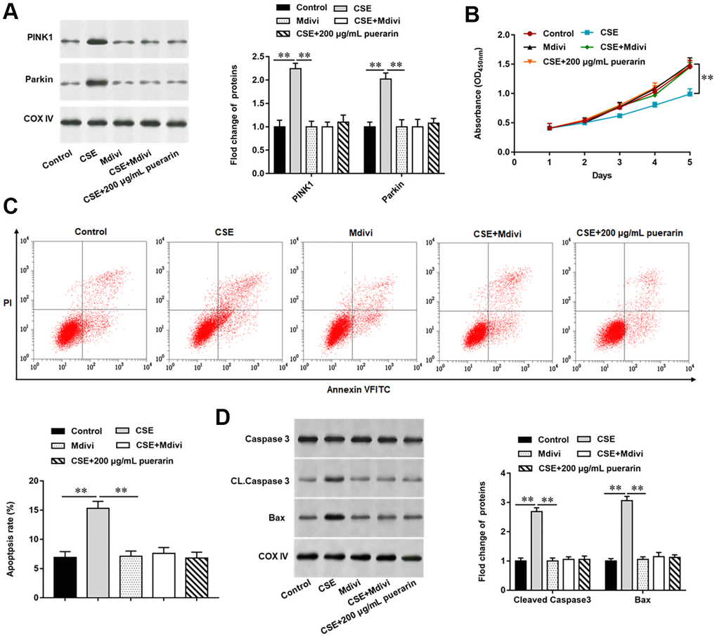 Puerarin inhibits apoptosis of CSE-induced HBECs by inhibiting mitochondrial autophagy. Mdivi, a mitochondrial autophagy inhibitor, treated 20% CSE-induced HBECs and then co-cultured with puerarin at a concentration of 200 μg/mL. (A) Western blotting was used to detect the expression of mitochondrial autophagy-related proteins such as PINK1 and Parkin. (B) MTT assay was used to measure the viability of CSE-induced HBECs. (C) Apoptosis of CSE-induced HBECs were detected by flow cytometry. (D) The protein expression of Cleaved caspase3 and Bax in CSE-induced HBECs were analyzed by Western blotting. β-actin was used as the loading control. N=6, ** P