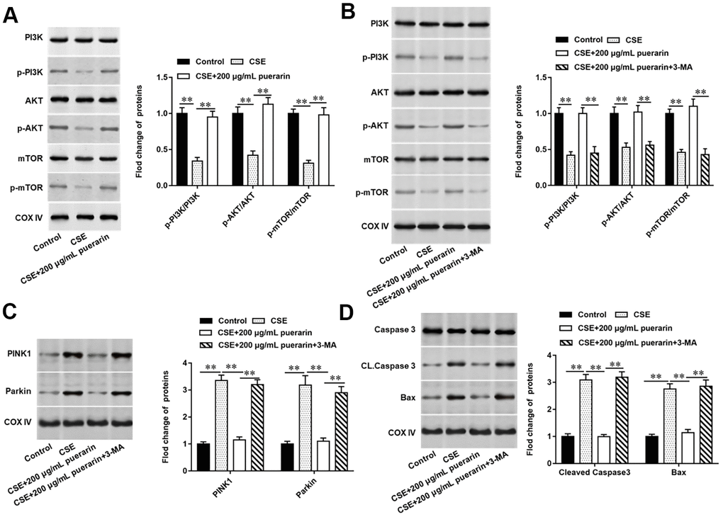 Puerarin inhibits mitochondrial autophagy and apoptosis in CSE-induced HBECs by activating the PI3K/AKT/mTOR signaling pathway. 3-MA, an inhibitor of PI3K, was added to 20% CES-induced HEBCs, which treated with puerarin at a concentration of 200 μg/mL. (A, B) The protein expression of total PI3K, p-PI3K, total AKT, p-AKT, total mTOR and p-mTOR in CSE-induced HBECs were analyzed by Western blotting. (C) Western blotting was used to detect the expression of mitochondrial autophagy-related proteins such as PINK1 and Parkin. (D) The protein expression of Cleaved caspase3 and Bax in CSE-induced HBECs were analyzed by Western blotting. β-actin was used as the loading control. N=6, ** P