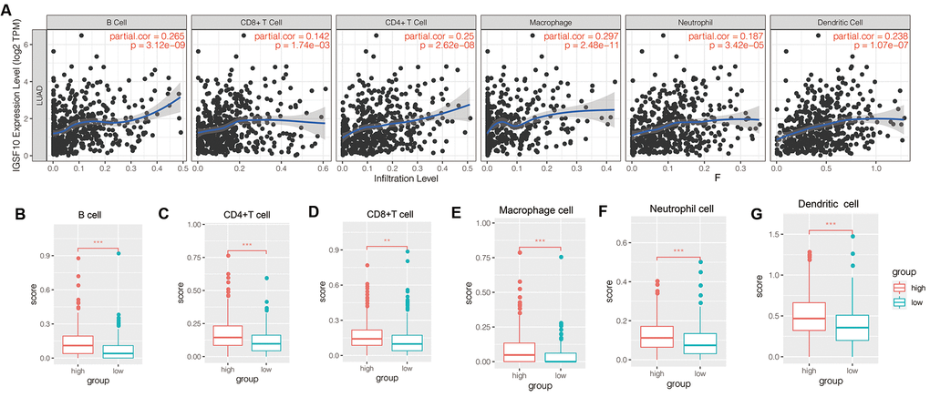 Relationship between IGSF10 expression and tumor-infiltration of immune cells in TCGA-LUAD patient dataset. (A) TIMER database analysis shows correlation between expression levels of IGSF10 and immunoscores corresponding to tumor-infiltrating immune cells in TCGA-LUAD patients. (B–F) TIMER database analysis shows relationship between IGSF10 expression levels and proportions of tumor-infiltrating immune cell types including (B) B cells; (C) CD4+ T cells; (D) CD8+ T cells; (E) Neutrophils; (F) Macrophages; and (G) Dendritic cells.