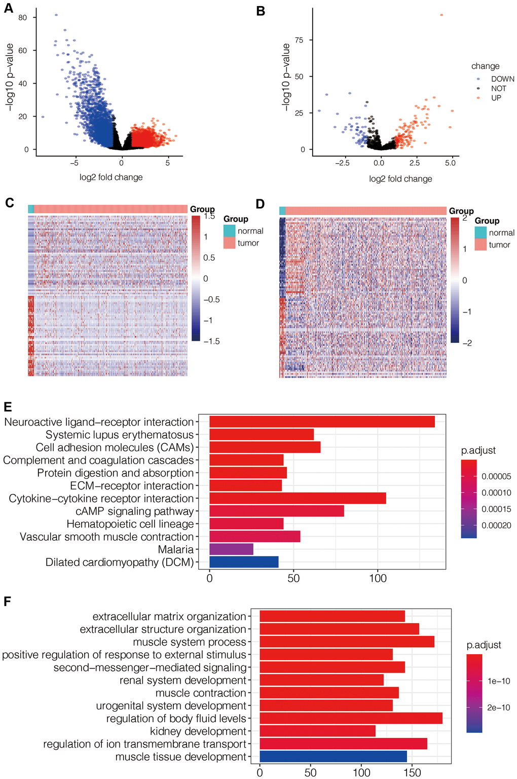 Identification of differentially expressed mRNAs and miRNAs in LUAD tissues and their functional enrichment analysis. (A) Volcano map shows differentially expressed mRNAs (DEG- mRNAs) in the TCGA-LUAD dataset. (B) Volcano map shows differentially expressed miRNAs (DEG- miRNAs) in the TCGA-LUAD dataset. (C) Heat map shows expression levels of DEG- mRNAs in TCGA-LUAD dataset. (D) Heat map shows expression levels of DEG- miRNAs in TCGA-LUAD dataset. (E) KEGG pathway analysis of DEG- mRNAs shows the top 12 upregulated pathways in LUAD tissues of the TCGA dataset. (F) Gene ontology analysis of DEG-mRNAs shows the top 12 biological processes in LUAD tissues of the TCGA dataset.