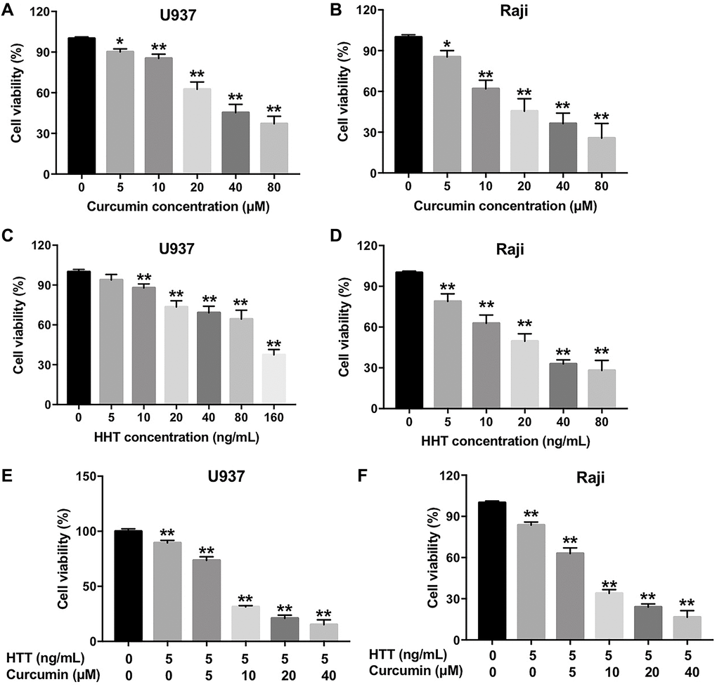 Combination of curcumin with HHT synergistically inhibited lymphoma cell proliferation. (A) U937 or (B) Raji cells were treated with 0, 5, 10, 20, 40, or 80 μM curcumin for 72 h. CCK-8 assay was used to measure cell viability. (C) U937 or (D) Raji cells were treated with 0, 5, 10, 20, 40, 80, or 160 ng/mL HHT for 72 h. CCK-8 assay was used to measure cell viability. (E) U937 or (F) Raji cells were treated with 5 ng/mL HHT plus curcumin (0, 5, 10, 20, or 40 μM) for 72 h. CCK-8 assay was used to measure cell viability. *P **P 