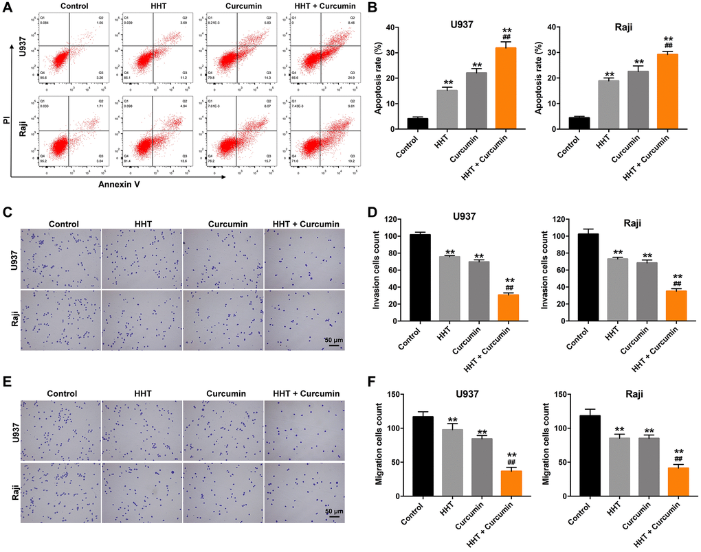 Combination of curcumin with HHT induced apoptosis and suppressed invasive ability of lymphoma cells. (A, B) U937 and Raji cells were treated with 5 ng/mL HHT or/and 10 μM curcumin for 72 h. Apoptotic cells were quantified by flow cytometry. (C, D) U937 and Raji cells were treated with 5 ng/mL HHT or/and 10 μM curcumin for 24 h. Cell invasion was assessed in a transwell invasion assay. (E, F) Cell migration was assessed in a transwell migration assay. **P ##P 