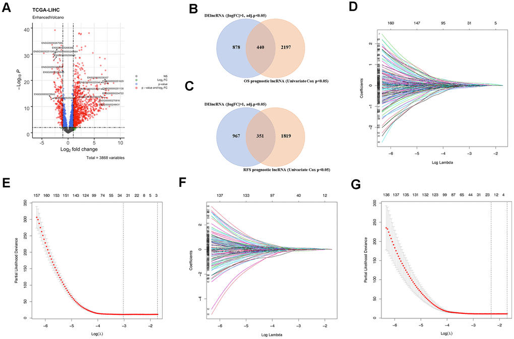 Identification of prognostic lncRNAs. (A) Volcano plot showing DElncRNAs identified from the TCGA-LIHC dataset. (B) Venn diagram of prognostic DElncRNAs obtained from crossing DElncRNAs and COX positive lncRNAs in the OS cohort. (C) Venn diagram of prognostic DElncRNAs obtained from crossing DElncRNAs and COX positive lncRNAs in the RFS cohort. (D) LASSO regression in the OS cohort according to Lambda value. (E) The coefficient profiles of prognostic DElncRNAs in the OS cohort. (F) LASSO regression in the RFS cohort according to Lambda value. (G) The coefficient profiles of prognostic DElncRNAs in the RFS cohort.