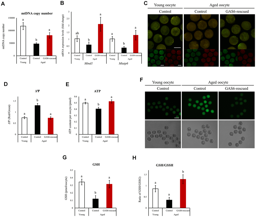 Improvements in mitochondrial function in oocytes during aging after GAS6 supplementation. (A) Measurements of the mtDNA copy numbers in aged oocytes expressing GAS6. The mtDNA copy number was higher in GAS6-rescued aged oocytes than in control aged oocytes. Different letters indicate significant differences at pB) Expression of Mtnd1 and Mtatp6 in aged MII oocytes from the control and GAS6-rescued groups. Different letters indicate significant differences at pC) Representative images of ΔΨm in aged MII oocytes after GAS6 supplementation. ΔΨm indicates the ratio of RITC (J-aggregate, high membrane potential) to FITC (J-monomer, low membrane potential) intensity in GAS6-rescued aged MII oocytes. Scale bars represent 50 μm. (D) Graphic representation of the results shown in C. The data are presented as the means ± SEM. Different letters indicate significant differences at pE) Effects of GAS6 restoration on ATP levels in aging oocytes. Increasing GAS6 expression resulted in elevated mitochondrial ATP production. Different letters indicate significant differences at pF) Treatment with GAS6 reduced ROS levels in young and aged MII oocytes. After treatment, MII oocytes were cultured in M16 medium supplemented with DCFH-DA to evaluate ROS levels. Scale bars represent 100 μm. (G) GAS6 treatment increased oocyte GSH levels with aging. The data are presented as the means ± SEM. Different letters indicate significant differences at pH) The ratio of GSH to GSSG in GAS6-rescued aged MII oocytes was calculated. The GSH/GSSG ratio is a biochemical marker of oxidative stress. The GSH/GSSG ratio was increased in aged MII oocytes after the restoration of GAS6. Thus, GAS6 reduces the oxidative stress caused by maternal aging. Different letters indicate significant differences at p