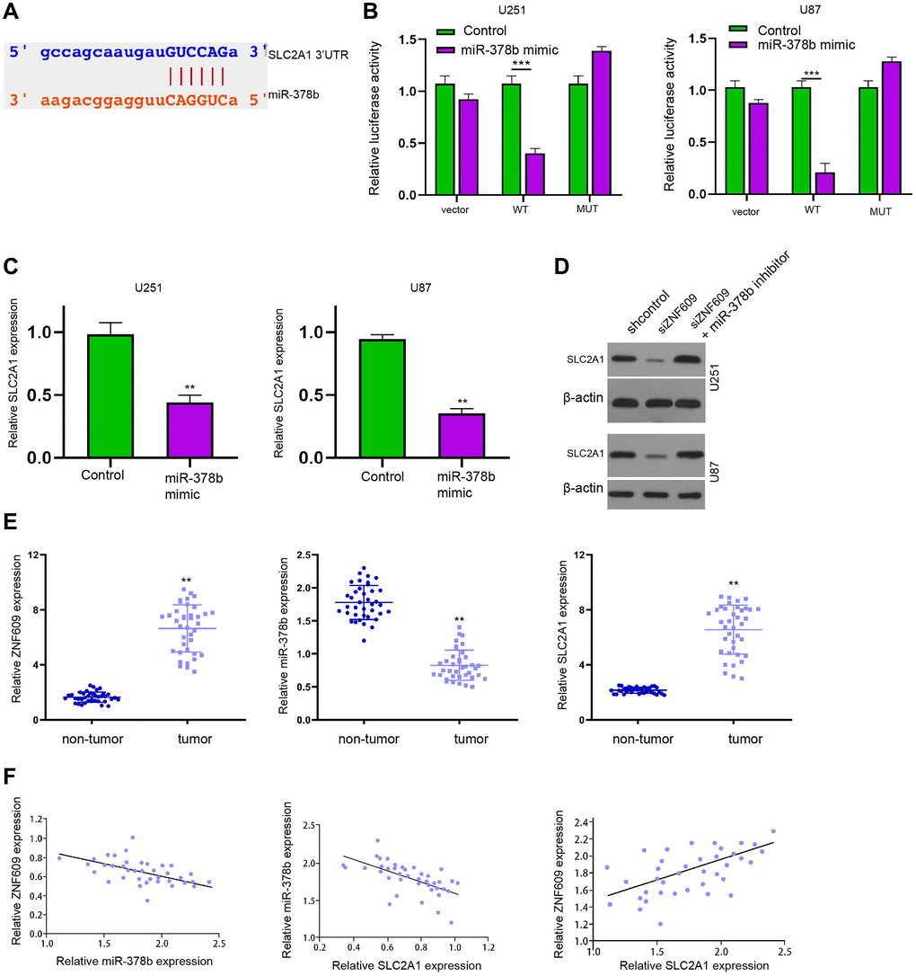 MiR-378b is able to target SLC2A1 in glioma cells. (A) The binding site prediction of SLC2A1 and miR-378b in ENCORI database. (B and C) The U251 and U87 cells were treated with miR-378b mimic. (B) The luciferase activity of SLC2A1 was measured by dual luciferase reporter assays. (C) The expression of SLC2A1 was analyzed by qPCR. (D) The expression of SLC2A1 was determined by Western blot analysis in U251 and U87 cells treated ZNF609 siRNA or co-treated with ZNF609 siRNA and miR-378b inhibitor. (E and F) The expression and correlation of ZNF609, miR-378b, and SLC2A1 were analyzed in the clinical glioma samples (n = 38). mean ± SD, **P 