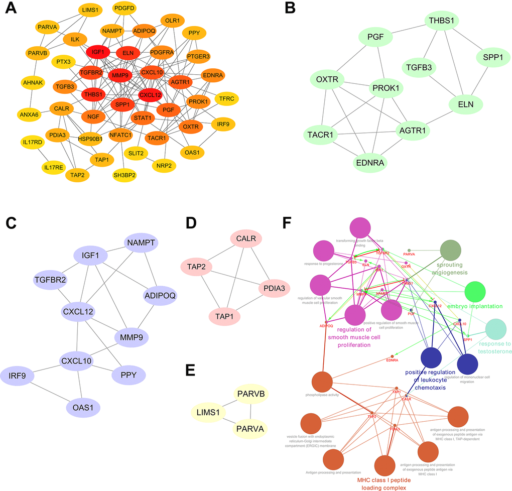 Significant modular analysis and functional enrichment analysis based on the PPI network. (A) Construction of a PPI network using a total of 51 prognosis-associated DEIRGs. (B) The most significant module subgroup of the hub genes, identified by MCODE plug-in, contains ten genes. (C) Module 2 contains ten hub genes. (D) Module 3 contains four hub genes. (E) Module 4 contains three hub genes. (F) Functional enrichment analysis of the 27 hub genes in the PPI network.