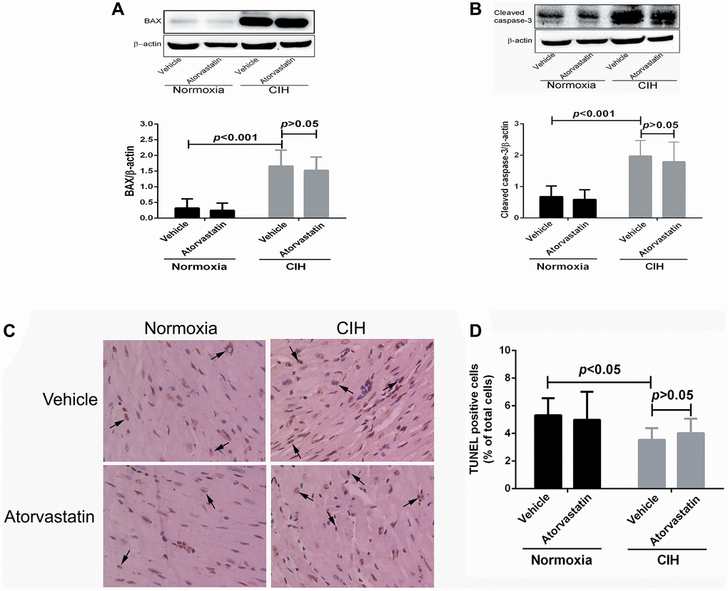 Myocardial apoptosis by group. BAX (0.32 + 0.29 vs. 1.66 + 0.51, p p A and B). CIH exposure also increase the number of TUNEL positive cells in the heart (3.54 + 0.85 in normoxia + vehicle group, 5.32 + 1.23 in CIH + vehicle group, p C and D). However, atorvastatin administration did not affect CIH-induced apoptosis levels (4.98 + 2.03 in CIH + atorvastatin group, 5.32 + 1.23 in CIH + vehicle group, p > 0.05).