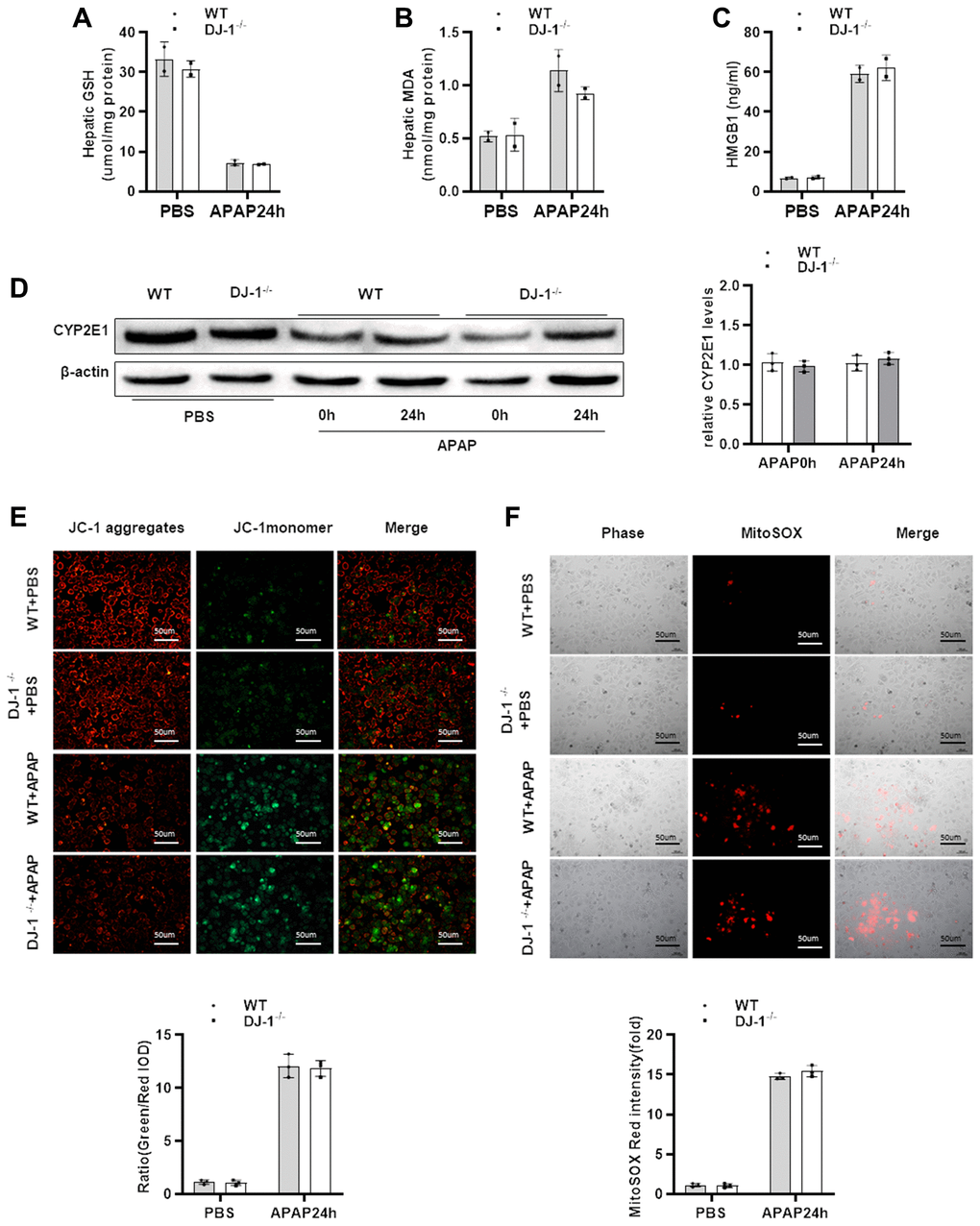 DJ-1 deficiency does not affect APAP metabolism and mitochondrial dysfunction both in vivo and in vitro. Fasted WT and DJ-1−/− mice were intraperitoneal injected with a single dose of 300 mg/kg of APAP. (A) GSH levels after APAP treatment (n = 3–5). (B) MDA levels after APAP treatment (n = 3–5). (C) HMGB1 levels after APAP treatment (n = 3–5). (D) Western blot analysis of CYP2E1 in liver tissues after APAP treatment. B-actin was used as control. (E) Isolated primary WT and DJ-1−/− hepatocytes were starved and treated with APAP. Representative images of mitochondrial membrane potentials in primary hepatocytes 6h after APAP treatment evaluated using JC-1 (origin magnification ×100) (n = 3). (F) Representative images of mitochondrial ROS in primary hepatocytes 6h after APAP treatment evaluated with the MitoSOX Red probe (origin magnification ×100) (n = 3). Data are shown as means ± SD.