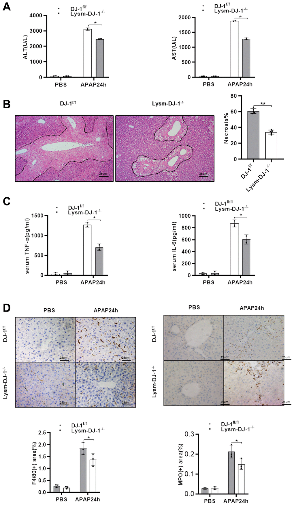 Myeloid DJ-1 deficiency protects the liver from APAP induced liver injury. Fasted DJ-1fl/fl and Lysm-DJ-1−/− mice were intraperitoneal injected with a single dose of 300mg/kg of APAP. (A) Serum levels of ALT and AST 24h after APAP treatment (n = 4–6). (B) Representative images of hepatic HE staining of DJ-1fl/fl and Lysm-DJ-1−/− mice 24 h after APAP challenge (origin magnification ×200). (C) Serum levels of TNF-α and IL-6 24 h after APAP treatment (n = 4–6). (D) Immunohistochemistry of hepatic F4/80 and MPO with APAP treatment. Representative images are shown (origin magnification ×200) (n = 4–6). Data are shown as means ± SD, *P **P 