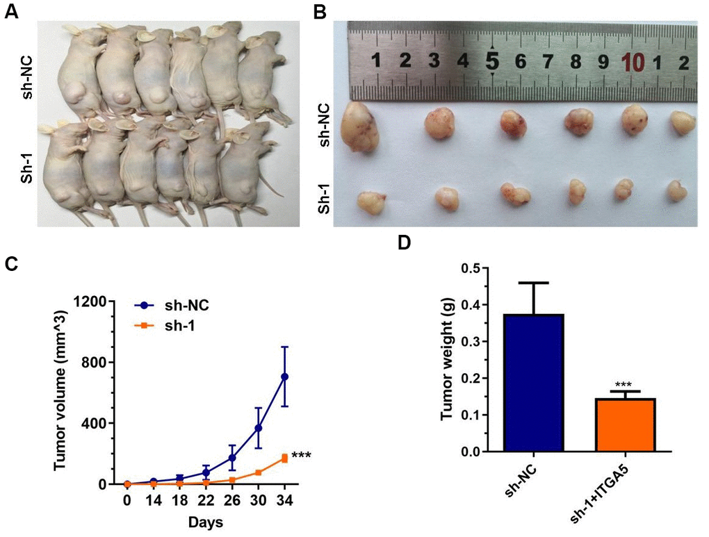 ABHD11-AS1 deficiency impaired CRC cells growth in vivo. (A) Gross view of the tumor bearing in the mice. (B) Gross view of after sampling. (C) Growth curve of tumor volume. (D) Tumor weight was significantly different between the control and ABHD11-AS1 deficiency groups. ***P