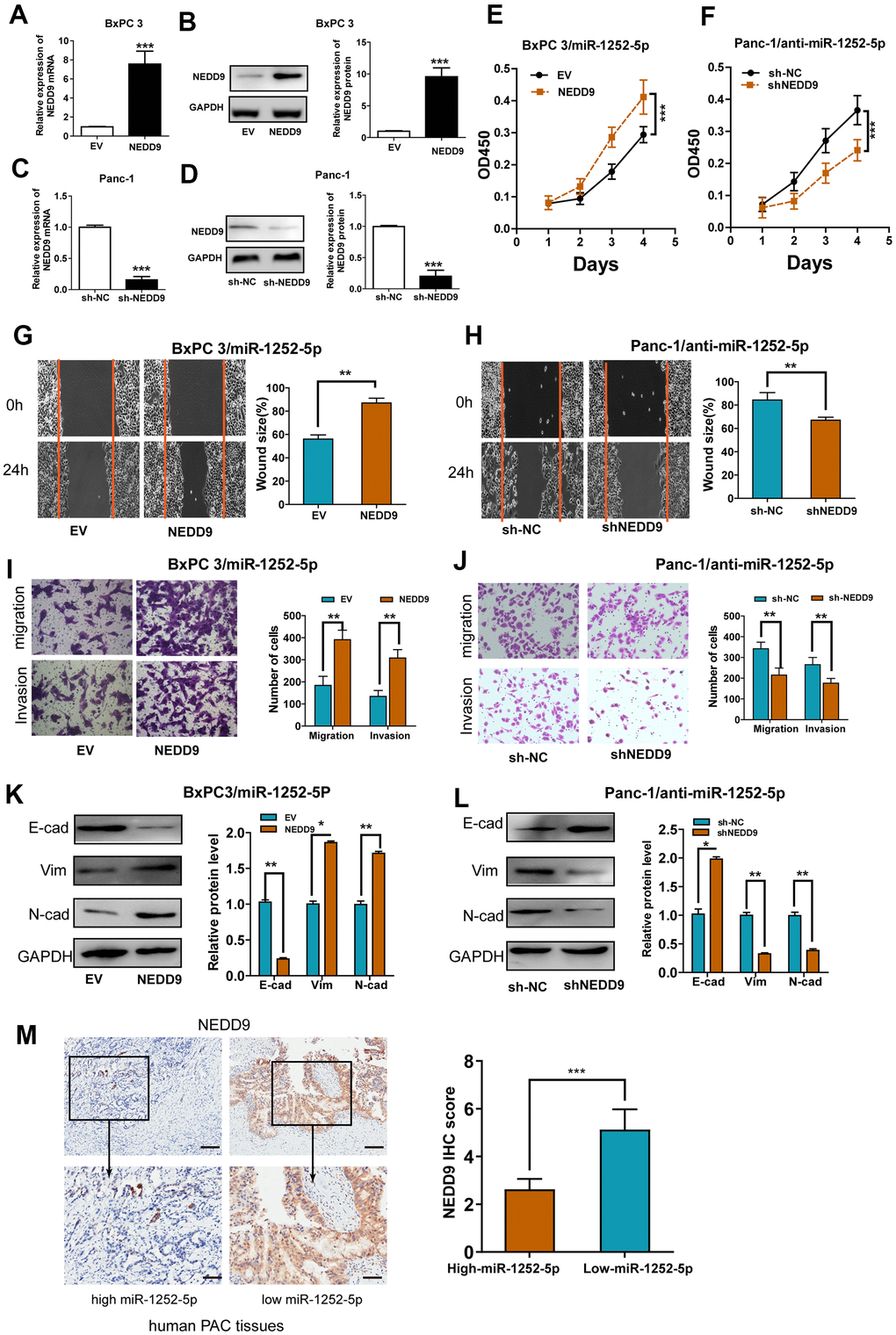 Modulation of NEDD9 partially restored miR-1252-5p-mediated cellular functions in PAC. (A–D) qRT-PCR and western blot analysis of NEDD9 mRNA and protein expression after transfection with corresponding vectors in PAC cells. (E, F) MTT assays were conducted to detect cell proliferation after transfection with corresponding vectors in PAC cells. (G–J) Wound healing and Transwell (without or with Matrigel) assays analysis of cell migratory and invasive ability after transfection with corresponding miRNA vectors in PAC cells. (K, L) Western blotting assays were conducted to detect NEDD9 and EMT markers (E-cad, N-cad, Vim) after transfection with corresponding vectors in PAC cells. (M) IHC assay analysis of the association between miR-1252-5p expression and NEDD9 expression in human PAC tissues. Scale bar, 100μm for upper row and 40μm for lower row. NEDD9, neural precursor cell expressed, developmentally downregulated 9; E-cad, E-cadherin; N-cad, N-cadherin; Vim, Vimentin. *P P P 