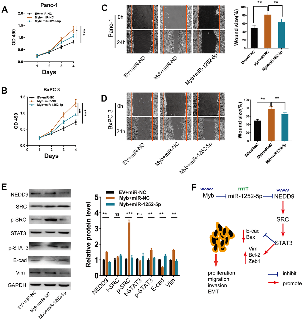 MiR-1252-5p overexpression reversed Myb-induced cellular biological behaviors. (A, B) MTT assay analyses of cell proliferation in PAC cells after transfection with the indicated vectors. (C, D) Wound healing assay analyses of cell migration in PAC cells after transfection with the indicated vectors. (E) Western blot assay analyses of expression of NEDD9, EMT markers, SRC/STAT3 protein in PAC cells after transfection with the indicated vectors. (F) A working model depicts the mechanism of transcriptional regulation of Myb on miR-1252-5p targeting NEDD9 and the subsequent activation of SRC/STAT3 signal pathways contributed to PAC progression. E-cad, E-cadherin; Vim, Vimentin. Data are presented as mean ± SD from triplicate experiments. *, PP P 