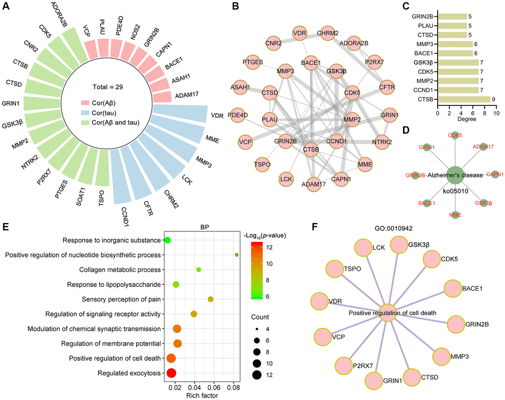 Bioinformatics analysis of targets related to Aβ and tau pathology. (A) Radial bar plot showing the target proteins significantly correlated with tau, Aβ or Aβ and tau. (B) PPI network construction for proteins correlated with tau, Aβ or Aβ and tau. (C) The top 10 core targets from the PPI network were ranked by degree. (D) Network diagram showing target proteins involved in Alzheimer's disease (ko05010). (E) Top 10 bubble chart of biological process of GO enrichment analysis. X-axis, rich factor; bubble size, the number of targets enriched; bubble color, p value. (F) Network diagram showing target proteins involved in positive regulation of cell death (GO: 0010942).