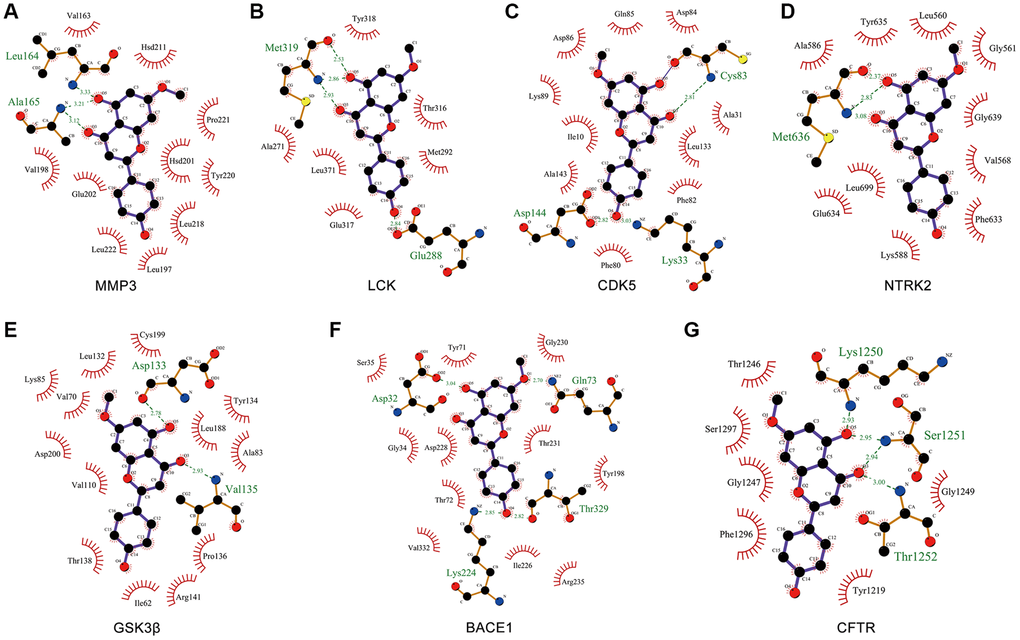 Molecular docking of GK targets related to Aβ and tau pathology with GK. (A–G) The LigPlus schematic 2D representation of GK-targets interactions. Hydrogen bonds between GK and targets are represented by green dashed lines. The amino acid residues of targets interacted with GK are shown as brown sticks and labeled in green.