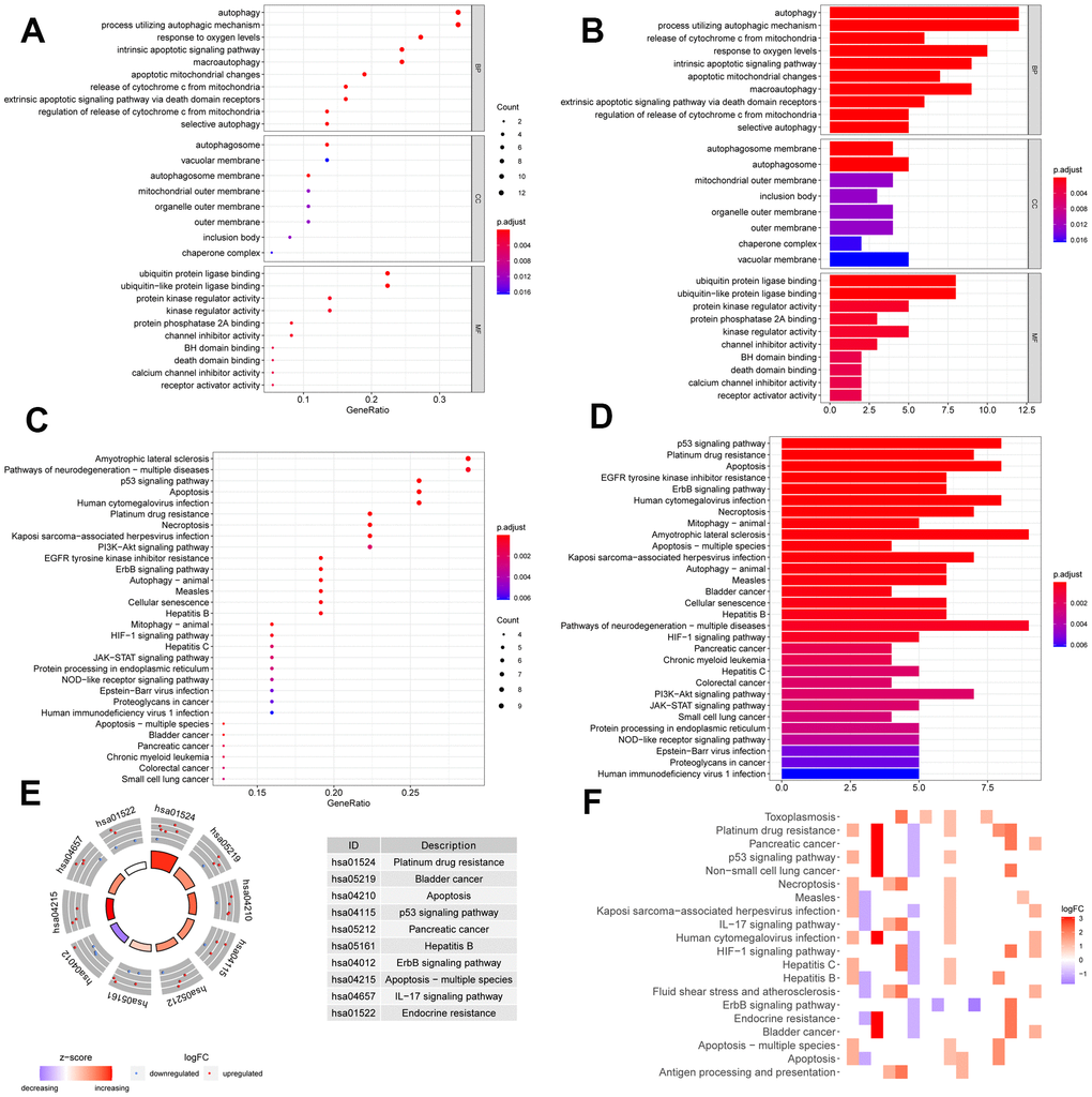 Function annotation of differentially expressed ARGs. Bubble chart (A) and histogram depiction (B) in the aspects of MF, BP, CC; bubble chart (C) and histogram depiction (D) of the top 30 enrichment pathways; (E) circle diagram of the top 10 significant enrichment pathways. The inner circle indicated Z-score. (F) The heatmaps of KEGG enrichment. The red color indicated the up- regulated genes and green represented down-regulated genes.