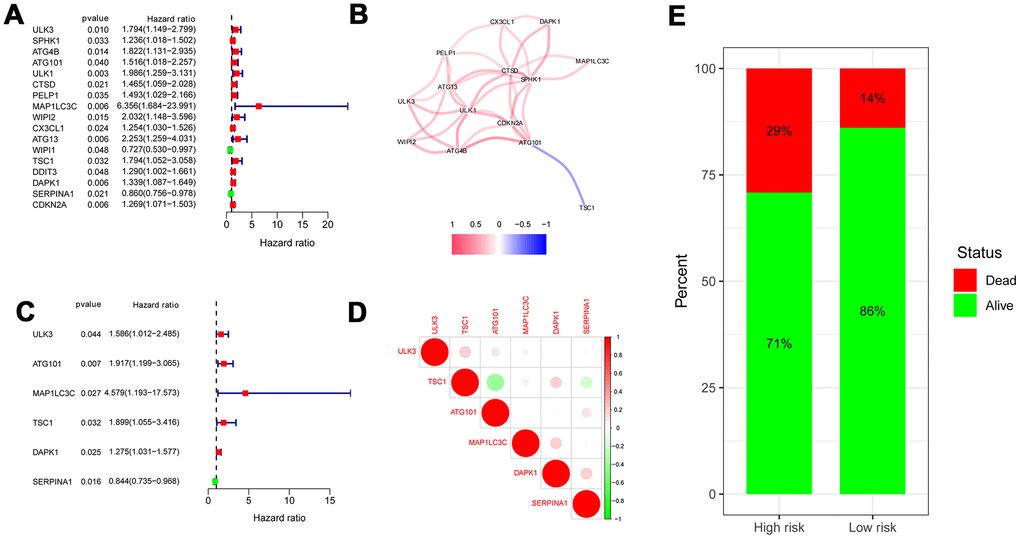 Risk ratio forest plot showed the prognostic value of the OS-related ARGs. (A) The forest plot of univariate Cox regression analysis. (B) The correlation network of OS-related ARGs. Correlation coefficients are represented by different colors. (red: positive correlations; blue: negative correlations). (C) The forest plot of multivariate Cox regression analysis. (D) Spearman correlation analysis of 6 hub genes in the TCGA databases. (E) Mortality rates of the low- and high- risk groups.