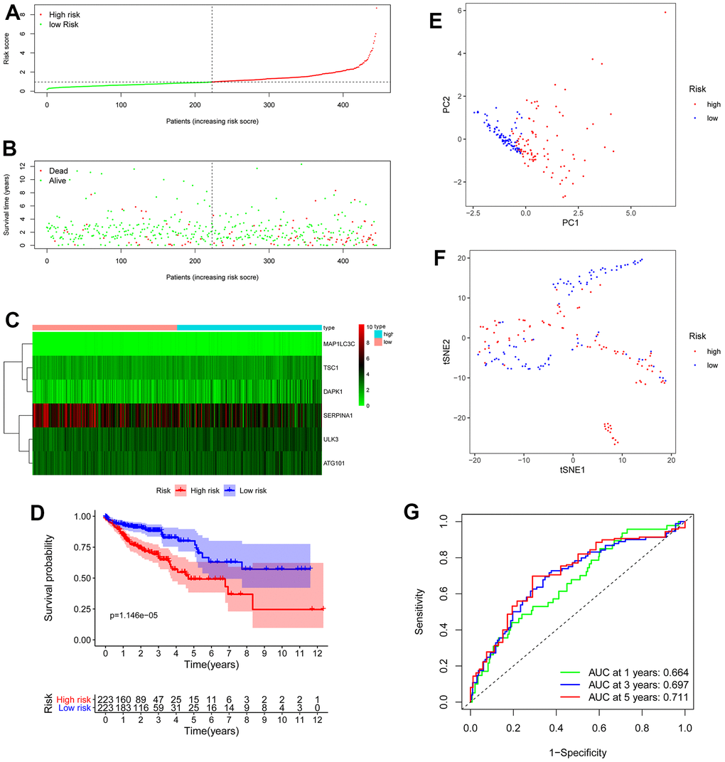 OS-related prognostic model of colon cancer patients. (A) The prognostic model distribution of colon cancer patients. (B) Survival status of patients in the TCGA dataset. (C) Heat map of the expression profile of the included ARGs. (D) The Kaplan-Meier survival curve showed that patients in the high-risk group have a significantly shorter overall survival. (E) Principal component analysis (PCA) plot. (F) T-distributed stochastic neighbor embedding (t-SNE) analysis. (G) Survival-dependent ROC curves validate the prognostic significance of ARGs-based prognostic indicators.