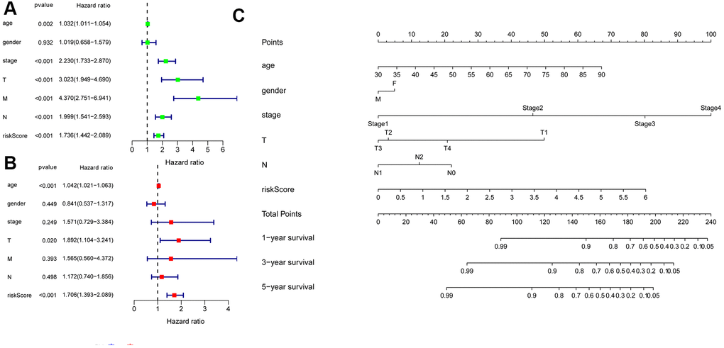 Univariate and multivariate Cox regression analyses of OS and nomogram model. (A) A forest plot of univariate. (B) Multivariate cox regression forest plot of independent risk factors. (C) An established nomogram model incorporated with the 6 gene signature and clinical factors for prediction of OS in patients with colon cancer in the TCGA dataset.