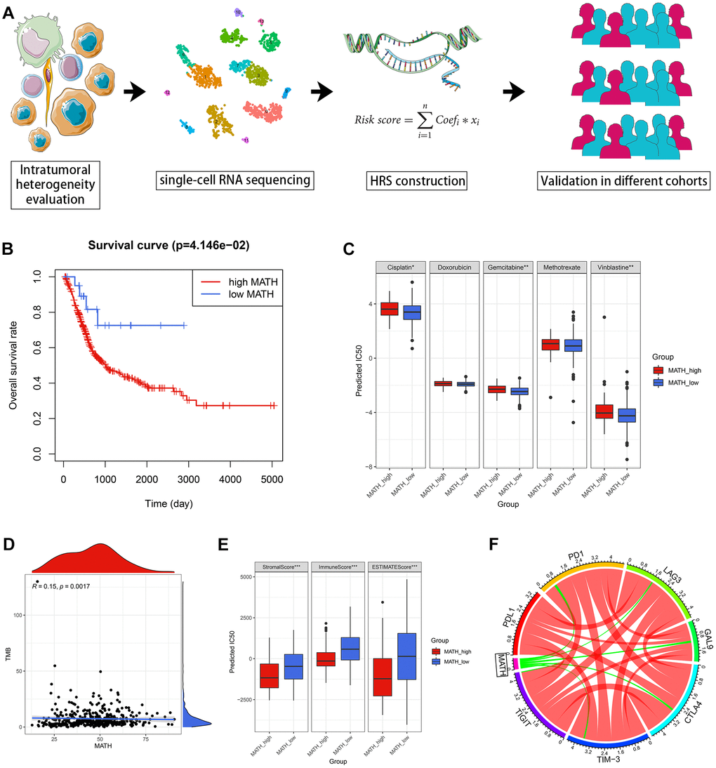 Evaluation of ITH with MATH in BCa. (A) The workflow of this study. (B) The patients with high MATH values suffered an unfavorable prognosis. (C) The estimated MATH values acted as a potential predictor for chemosensitivity with Wilcoxon signer-rank test. (D) MATH values were positively correlated with TMB. (E) The cases in the high-MATH group had significantly lower immune and stromal components in TME. (F) Spearman correlation analysis indicated MATH values were negatively correlated with routine immune checkpoint genes, including PD1, LAG3, GAL9, CTLA4, TIM-3, and TIGIT. The red lines and green lines represented positive correlation and negative correlation, respectively. The boldness of the lines was positively associated with the strength of the correlation. *p **p ***p 