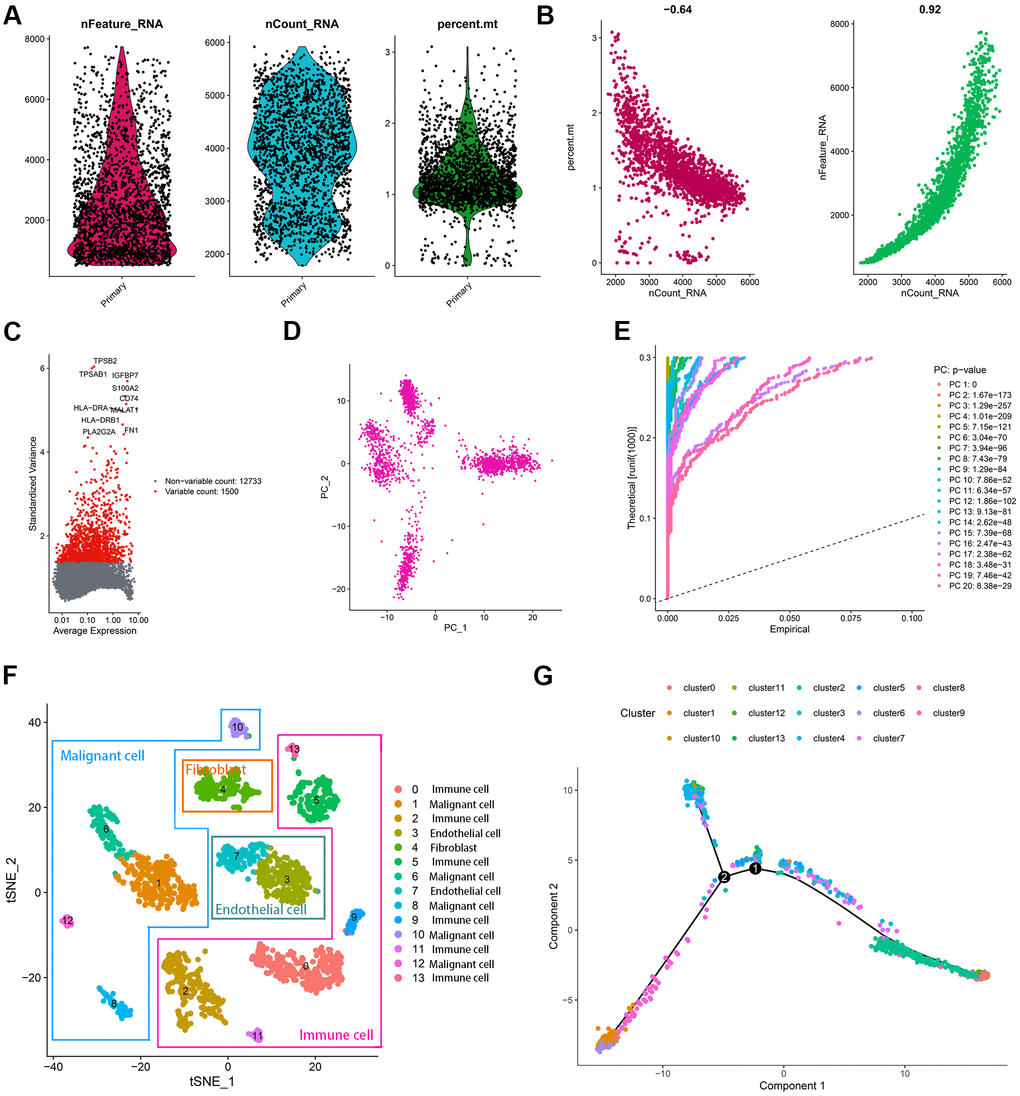 Characterization of scRNA-seq from 2075 cells. (A) Quality control plots of cell samples. (B) The sequencing depth was negatively correlated with the proportion of mitochondrial genes and positively associated with detected gene numbers. (C) 1500 variable genes across cell samples were identified. (D, E) PCA was conducted to reduce the dimension of data sets. (F) Cell samples were classified into 14 clusters with the t-SNE algorithm. (G) The trajectory analysis of 14 cell clusters.