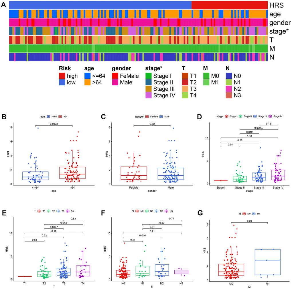 The correlation between HRS and other clinicopathological variables. (A) The strip curve displayed HRS was significantly correlated with pathological tumor stages. (B–G) Correlation analysis of HRS with age (B), gender (C), pathological stages (D), pathological T stages (E), pathological N stages (F), and M stages (G).