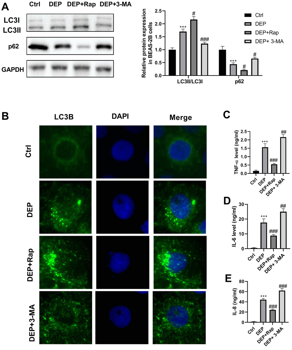 DEP induces bronchial epithelial cell autophagy and inflammation. BEAS-2B cells are pre-treated with 1.5 mM 3-MA or 10 nM Rap for 1 h, and then exposed to 5 ppm SRM 1650b. After 12 h, the cells and culture supernatants are collected. (A) Autophagy-related proteins LC3B and p62 expression in BEAS-2B cells are detected by western blot. (B) Autophagy induction is evaluated by LC3B immunostaining (× 400). Autophagosomes are identified as bright green dots. (C–E) Pro-inflammatory cytokines TNF-α, IL-6, and IL-8 level are detected by ELISA. ***P #P ##P , and ###P  vs. DEP group.