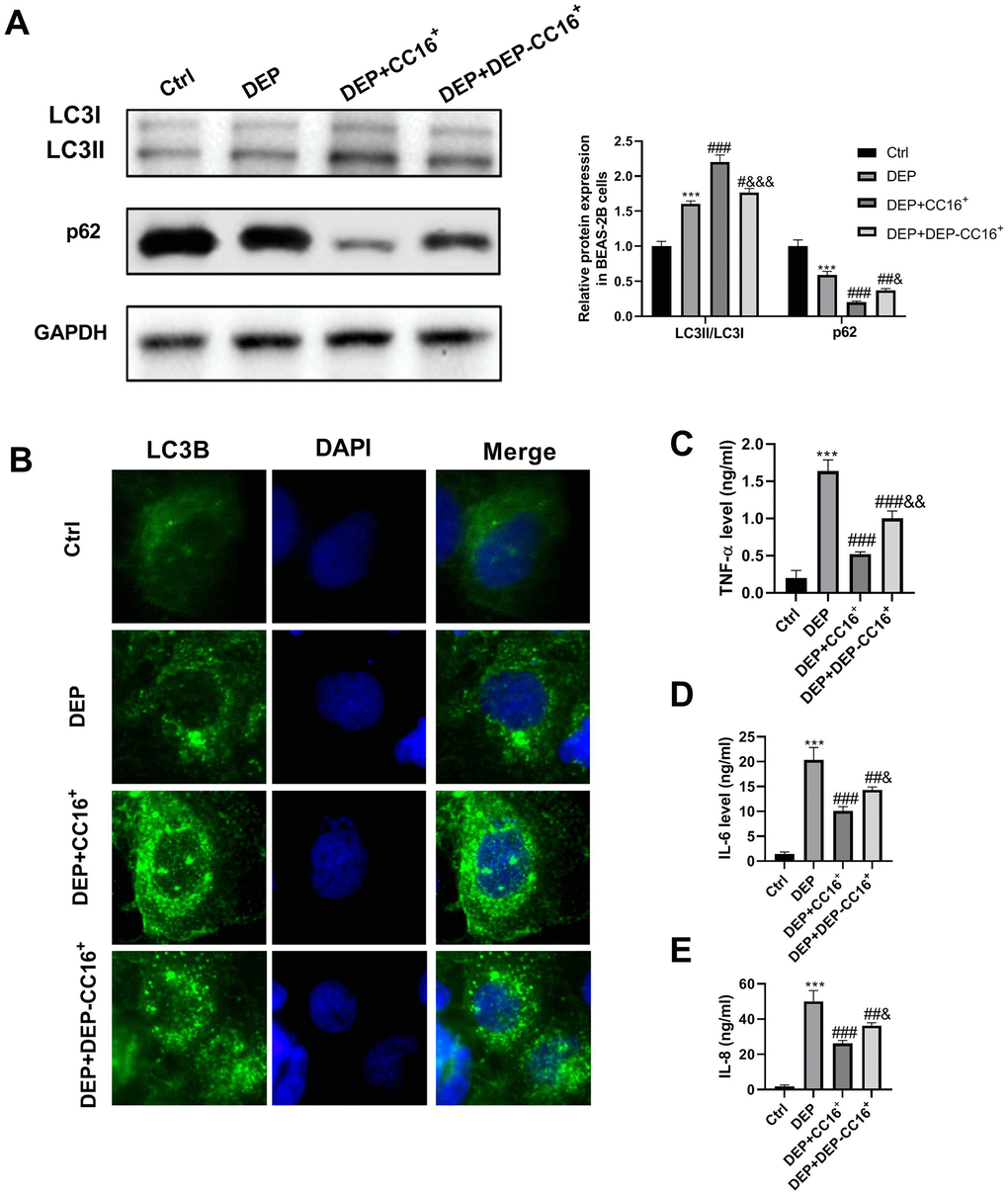 CC16 secretion from CC16+ cells protects against DEP-induced bronchial epithelial cell inflammation via activation of autophagy. CC16+ cell conditioned medium containing different concentrations of CC16 is prepared, and used to culture BEAS-2B cells. The CC16 level in the medium of Ctrl, DEP, DEP+ CC16+, DEP+ DEP-CC16+ group is 0, 0, 144.7 and 46.5 ng/ml, respectively. After 12 h of culture, the cells and culture supernatants are collected. (A) LC3B and p62 protein expression in BEAS-2B cells are detected by western blot. (B) Autophagy induction is evaluated by LC3B immunostaining (× 400). Autophagosomes are identified as bright green dots. (C–E) TNF-α, IL-6, and IL-8 level in culture supernatants are detected by ELISA. ***P #P ##P , and ###P  vs. DEP group; and &P &&P , and &&&P  vs. DEP+ CC16+ group.