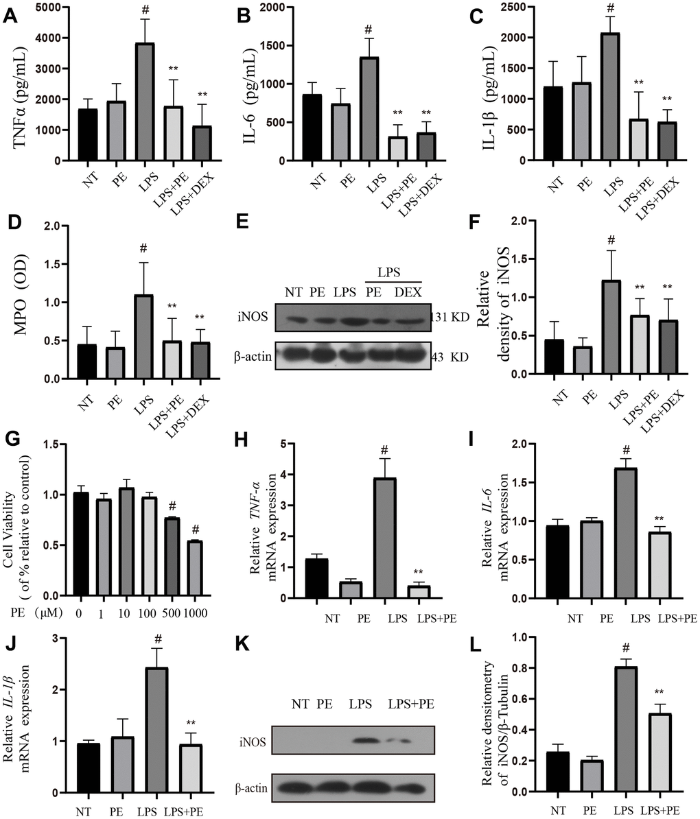 Effect of PE on inflammation level in mastitis model in vivo and in vitro. PE (10 mg/kg) was given orally for 7 days before the establishment of mastitis model. The fourth pair of milk ducts in mice were injected with 50 μL of 0.2 μg/μL LPS for 24 h. The mice were killed by dislocation and fixed on the operating platform. The hair was disinfected and fixed by spraying 70% alcohol. The midline of abdomen was cut to expose the breast tissue. Finally, the mammary was collected. mMECs was pretreatmented with 10 μM PE for 1 h, and then LPS stimulated the cells for 12 h. The inflammatory mediator’s levels of mice mammary gland and mouse mammary epithelial cells (mMECs) were measured by ELISA, MPO activity assay, western blot or qRT-PCR. (A–C) TNF-α, IL-6 and IL-1β protein content in mammary gland; (D) MPO content in mammary gland. (E, F) Western blot assay of iNOS protein in mammary tissue and in mMECs. (G) The activity of mMECs. (H–J) TNF-α, IL-6, IL-1β gene expression level in mMECs. (K, L) Western blot assay of iNOS protein in mMECs. Values are presented as means ± SEM, three independent repeated experiments were performed. #pp  0.01 vs. LPS group.