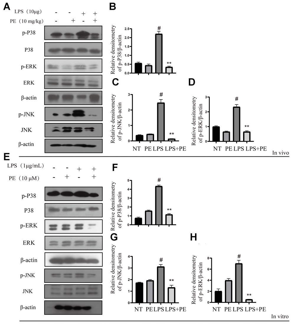 Effect of PE on MAPK signal pathway in mastitis models in vivo and in vitro. PE was given orally for 7 days. The fourth pair of milk ducts in mice were injected with LPS for 24 h. The mice were killed by dislocation and fixed on the operating platform after LPS injection 24 h. The midline of abdomen was cut to collect mammary gland. PE was added to the cell culture medium at a concentration of 10 μM. After 1 h, LPS was added to the culture medium at a concentration of 1 μg/mL. The co-stimulation time was 12 h. (NP40) was added to mice mammary gland and mMECs, and then Western blot samples were prepared to obtain protein bands. (A–D) Western blot assay of p-P38, P38, p-JNK, JNK, p-ERK and ERK in mammary gland. (E–H) Western blot assay of p-P38, P38, p-JNK, JNK, p-ERK and ERK in mMECs. Each immunoreactive band was digitized and expressed as a ratio of the β-actin level. Values are presented as means ± SEM, three independent repeated experiments were performed. #p**p  0.01 vs. LPS group.