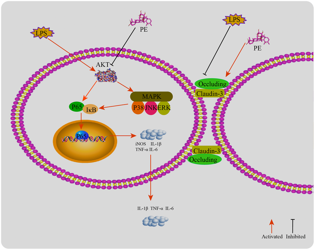 The mechanism of PE alleviating mastitis in LPS-induced mastitis. LPS activates the inflammatory response and destroys the blood-milk barrier. PE inhibits the inflammatory response by inhibiting the AKT/NF-κB and MAPK signaling pathways. ASP-184 may be a potential binding site for PE to inhibit AKT protein; In addition, PE promotes the tight junction proteins occludin and claudin-3 expression, repair the blood and mammary barrier, and relieve mastitis.