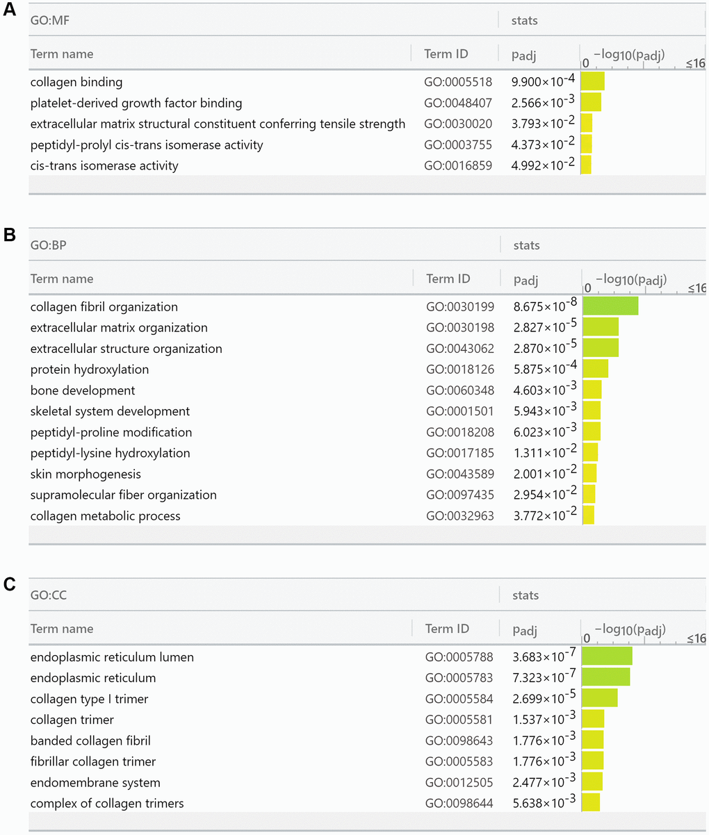 Gene Ontology analysis reports FKBP10 and its correlated genes are densely involved in collagen synthesis. (A) Molecular function analysis of FKBP10 in ccRCC: collagen binding (GO:0005518), extracellular matrix structural constituent conferring tensile strength (GO:0030020), cis-trans isomerase activity (GO:0016859). (B) Biological process analysis of FKBP10 in ccRCC: collagen fibril organization (GO:0030199), extracellular matrix organization (GO:0030198), peptidyl-proline modification (GO:0018208), peptidyl-lysine hydroxylation (GO:0017185), collagen metabolic process (GO:0032963). (C) Cellular component analysis of FKBP10 in ccRCC:: endoplasmic reticulum lumen (GO:0005788), endoplasmic reticulum (GO:0005783), collagen type I trimer (G:0005584), collagen trimer (GO:0005581), fibrillar collagen trimer (GO:0005583), banded collagen fibril (GO:0098643), complex of collagen trimers (GO:0098644).