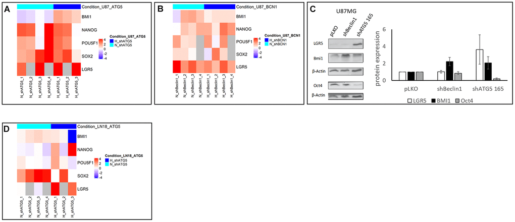 (A, B, D) Heatmap representation of stem cell markers in U87 and LN18 cell lines (N=3). Heatmap representation of stem cell markers expression level after extinction of Beclin 1 (BCN1) or ATG5 by RNA interference in normoxic (N, turquoise color) and hypoxic (H, blue color) conditions. Fold change has been calculated according to pLKO transfection with 2-ΔΔCt method, and log2 transformed. Inhibition of BCN1 (B) or ATG5 (A, D) by shRNA transfection has been performed in U87 (A, B) and LN18 (D) cell lines. Fold change was indicated in logarithmic scale by a blue to red color gradient (under- to over-expression in shRNA versus pLKO conditions). Grey color corresponds to missing samples. Heatmaps were generated in R environment, using Complex Heatmap package. (C) proteomic expression of cancer stem cells markers and quantification (N=3). Cancer stem cells markers expression increases in two cellular model after autophagy inhibition (shBeclin1 and shATG5).