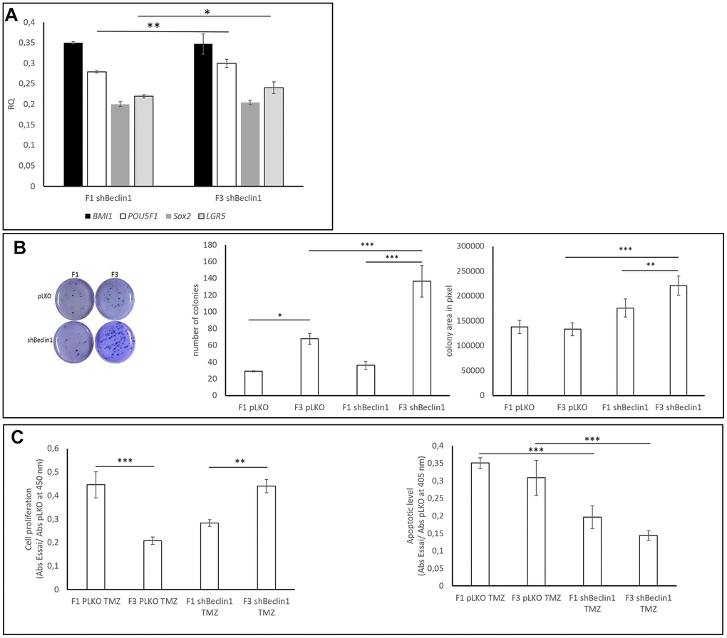 Biological and functional characterization of SdFFF-sorted cells. (A) Cancer stem cell markers expressions. CSCs markers’ expressions are compared to those observed in pLKO using RQ (2-∆∆Ct). POU5F1 and LGR5 gene expressions were significantly increased in F3 U87shBeclin1 cells compared with cells from F1 (respectively **pPOU5F1 and LGR5) (N=4). (B) Colony forming unit assay Left panel: The clonogenic assay was performed similarly to Figure 3B. Cells from the U87shBeclin1 F3 fraction appear significantly more clonogenic than cells from the U87pLKO F3 fraction. Mid panel: cells from the U87pLKO and U87shBeclin1 F3 fractions present a significant increase in colony number compared with colony number obtained from their F1 counterparts. * pC) TMZ impact on SdFFF-sorted sub-populations (N=3). Left panel: cell proliferation was examined after 48 h of 1.5 mM TMZ treatment using BrdU incorporation. U87pLKO cells from F3 fraction presented a significantly decreased proliferation rate compared with the corresponding F1 cells ***p