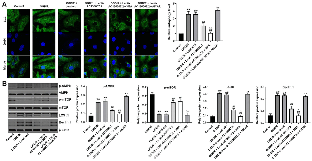 Overexpression of AC136007.2 inhibits OGD/R-induced autophagy through inhibition of AMPK-mTOR signaling in SH-SY5Y cells. (A) Representative images of LC3 immunofluorescence and semi-quantitative analysis of autophagy levels (right). Cell nuclei were counterstained with DAPI. (B) Western blotting analysis of LC3 I/II, Beclin 1, p-AMPK, and p-mTOR expression and corresponding densitometric quantification data. Signals were normalized to β-actin. **p## p