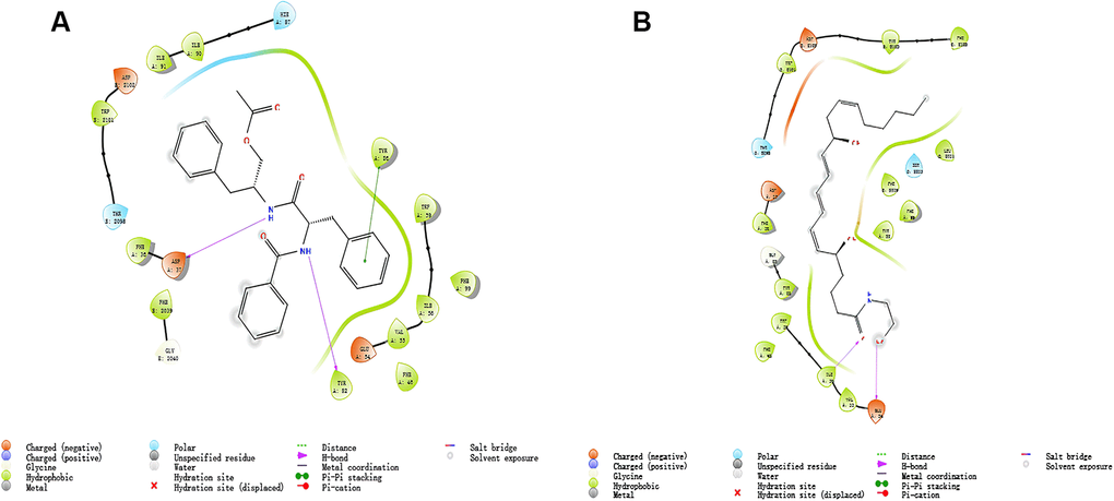 The inter-molecular interaction by Schrodinger of the predicted binding modes of (A) ZINC000013374324 to mTORC1; (B) ZINC000012495776 to mTORC1.