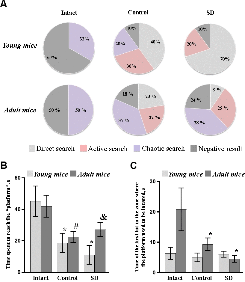 Long-term memory retention test of female C57BL/6 mice in the Morris water maze after sleep deprivation modeling. (A) Distributions of target searching strategies; (B) Time spent to reach the “platform”; (C) Time of the first hit in the zone where the platform used to be located. *- versus “Intact”, # - versus “Control”, & - versus “SD” of the adjacent age group, p≤0.05, the Wilcoxon T-test.