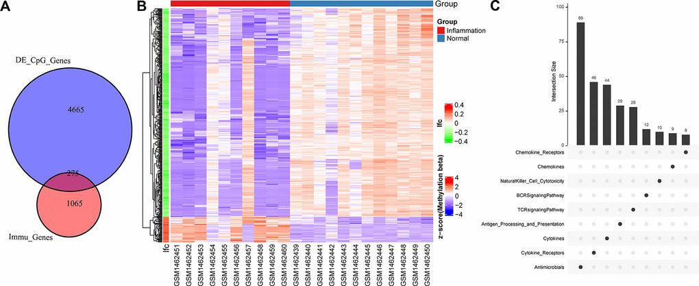 The relationship between different methylation sites and immune genes. (A) Venn diagram of promoter methylation differential gene and immune gene. (B) Heat map of methylation sites of immune gene promoters. The horizontal axis is the sample, the vertical axis is the CpGs, and the color is the methylation level. (C) Distribution of immune pathways of differentially promoter methylated immune genes.