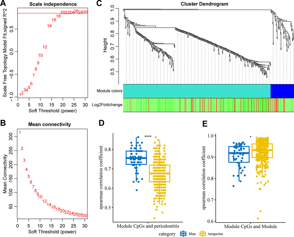 Weighted co-expression analysis identified immune-related co-expression of DMPs. (A) Analysis of the scale-free fit index for various soft-thresholding powers (β). (B) Analysis of the mean connectivity for various soft-thresholding powers. (C) Dendrogram of all differentially expressed genes clustered based on a dissimilarity measure (1-TOM). (D) The correlation distribution of CpG site methylation in the module and periodontitis. (E) The correlation distribution of CpG site methylation in the module and module.