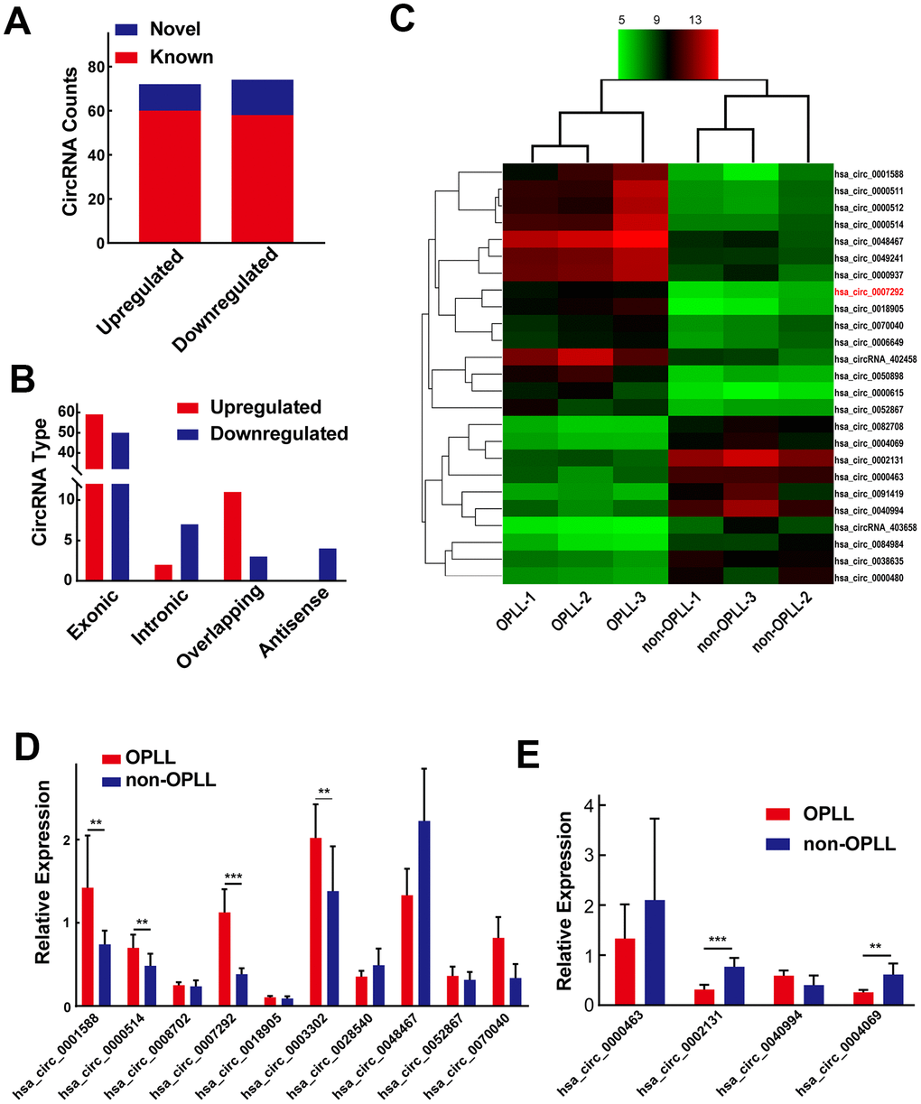 Differentially expressed circRNA profiles in OPLL. (A) Of all the 146 identified circRNAs, 28 of them were confirmed as novel circRNAs; 118 of them were previously reported in the database of circBase. (B) The 146 dysregulated circRNAs were classified into four different groups based on their origins. (C) The heatmap shows the top 15 upregulated and top 10 downregulated circRNAs between three OPLL and three non-OPLL tissue samples. (D, E) The expression of top 10 upregulated and top 4 downregulated circRNAs was measured by qRT-PCR (n=10). Data are expressed as the mean ± SD. ***p 