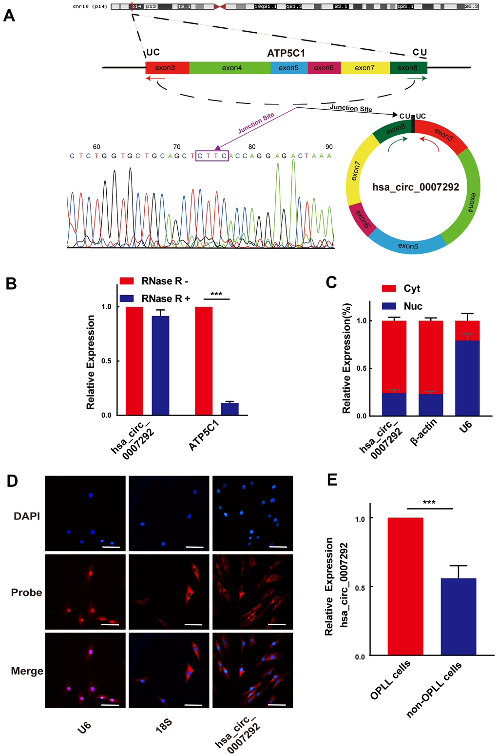 Identification of the loop structure and expression levels of hsa