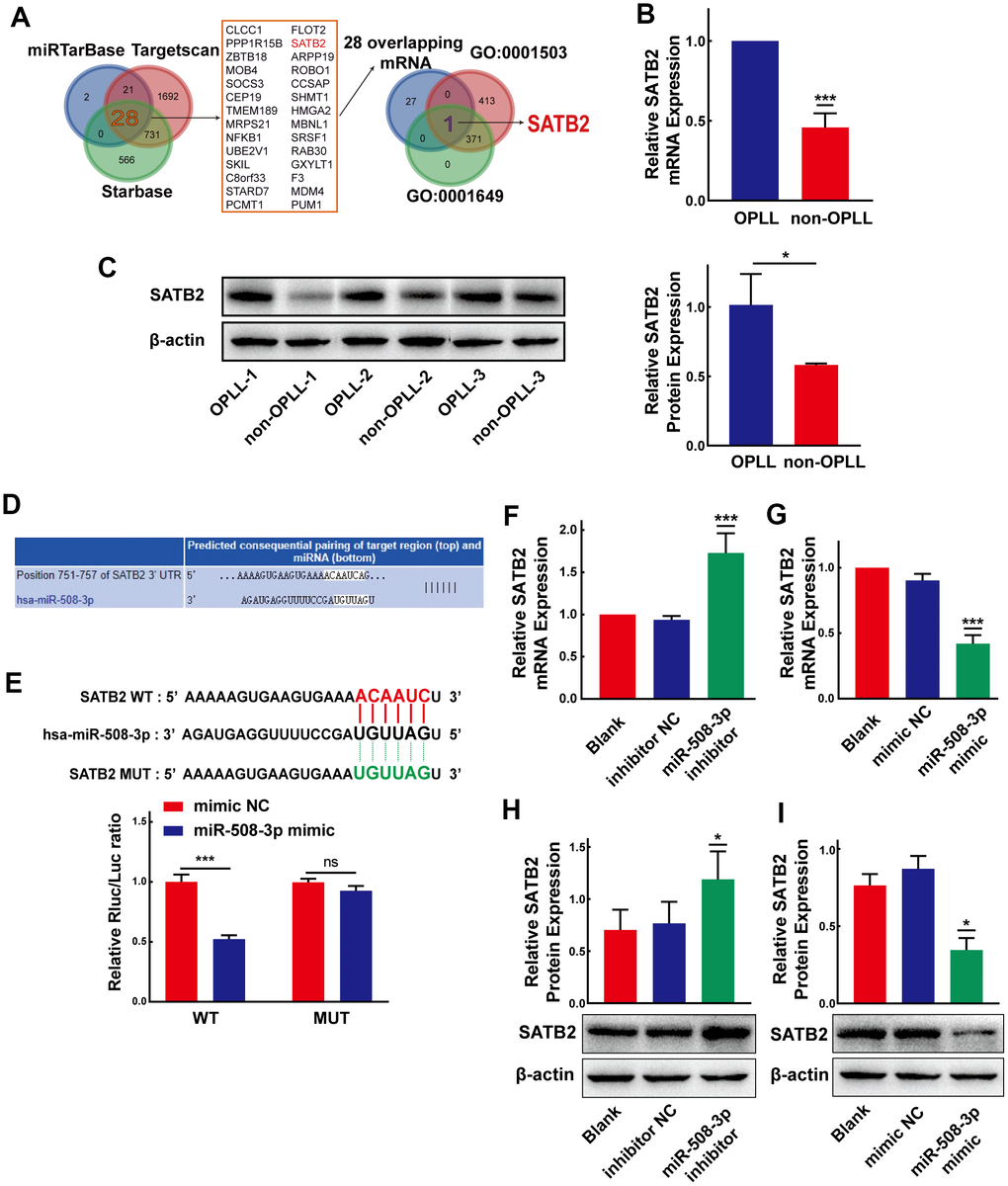 MiR-508-3p represses SATB2 expression by targeting the 3’-UTR of SATB2. (A) Schematic exhibiting the 28 overlapping target mRNA of miR-508-3p predicted by the miRTarbase, Targetscan, and StarBase databases. The 28 mRNAs further overlapped with those related to the Go terms GO:0001503 and GO:0001649. (B, C) The expression levels of SATB2 in OPLL cells and non-OPLL cells were detected by qRT-PCR (n=8) and Western Blot (performed 3 times in 3 pairs of the samples) assays. (D) Schematic of the predicted target site between miR-508-3p and the 3’-UTR of SATB2 from the Targetscan database. (E) The luciferase reporter system assays showed that compared with negative control, the miR-508-3p mimic obviously suppressed the luciferase activity of the WT-SATB2 luciferase reporter vector, while the luciferase activity of MUT-SATB2 was not affected by miR-508-3p mimic(n=3). (F, G) qRT-PCR assays indicated that the expression level of SATB2 was significantly enhanced or suppressed by the miR-508-3p inhibitor or mimic(n=3). (H, I) MiR-508-3p inhibitor or mimic could promote or suppress SATB2 protein expression, respectively(n=3). All tests were conducted at least three times. Data are expressed as the mean ± SD. *P 