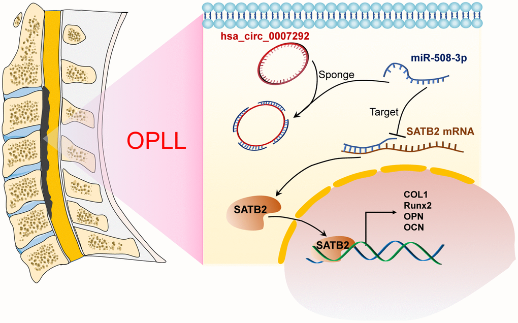 Schematic of the mechanism of this research. Schematic exhibiting how hsa