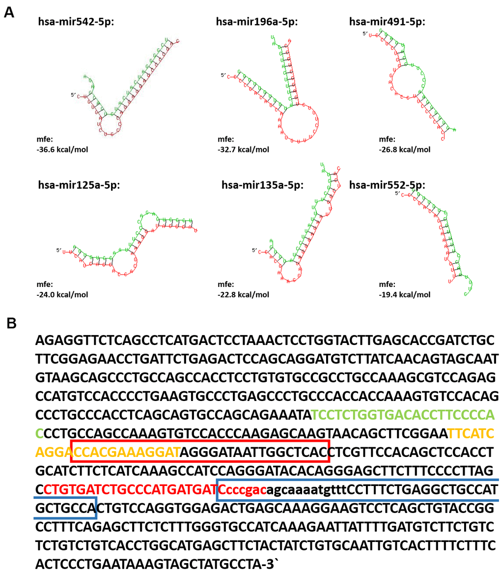 The interaction between lncRNA SPRR2C and several miRNAs. In (A) the SPRR2C-miRNA hybrids are shown. The SPRR2C region is presented in red, the appropriate miRNA in green. Both RNA-miRNA hybrids and mfe were calculated using RNAhybrid (https://bibiserv.cebitec.uni-bielefeld.de/rnahybrid). In (B) the SPRR2C mRNA is presented and the binding sites for hsa-mir542-5p, hsa-mir125a, hsa-mir135a-5p, hsa-mir196a-5p, hsa-mir491-5p and hsa-mir552-5p are marked. hsa-mir542-5p: red letters; hsa-mir125a-5p: yellow letters; hsa-mir135a-5p: red bracket; hsa-mir196a-5p: blue bracket; hsa-mir491-5p: green letters; hsa-mir552-5p: lower case letters.