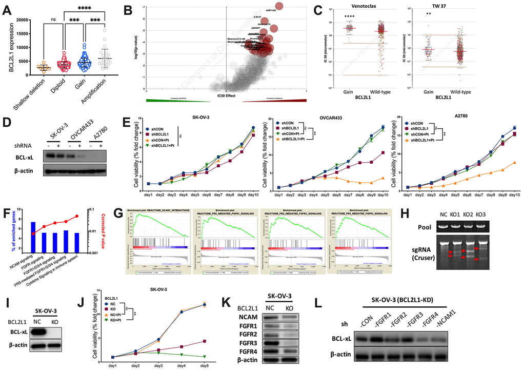 BCL2L1 gain is associated with multi-resistance. Reproduced from TCGA OvCa dataset, shown were (A) BCL2L1 expression in different copy number alteration in OvCa; Reproduced from GDSC dataset, shown were (B) volcano plot revealing drug sensitivity of cancer cells with 20q11.21 gain; (C) cancer cells with BCL2L1 gain showing resistance to 2 BCL2-targeted compounds; (D) western blotting showing BCL-xL level in 3 OvCa cell lines with different BCL2L1 status treated or untreated with BCL2L1 knockdown (KD) by shRNA; (E) cell viability detected by MTT assay in 3 OvCa cell lines over 10-day course with or without BCL2L1-KD plus cisplatin (Pt, 1 mg/mL in 0.9% NaCl); Gene enrichment analysis using (F) NET-GE platform and (G) GSEA method showing genes enriched in BCL2L1-gained OvCa cases in TCGA cohort; (H) shown was PCR validation of sgRNAs using 3 pairs of primers with Cruser method in SK-OV-3 cells prepared for CRISPR/Cas9 knockout (KO) of BCL2L1; (I) western blotting showing BCL-xL level in SK-OV-3 cells with or without BCL2L1-KO; (J) cell viability of SK-OV-3 cells with or without BCL2L1-KO plus cisplatin over 5-day course; Western blotting showing (K) levels of FGFR/NCAM family members in SK-OV-3 cells with or without BCL2L1-KO and (L) BCL2L1 (BCL-xL) level in SK-OV-3 cells with both KD of BCL2L1 and one of FGFR/NCAM family members (N = 5 in all assays; *P 