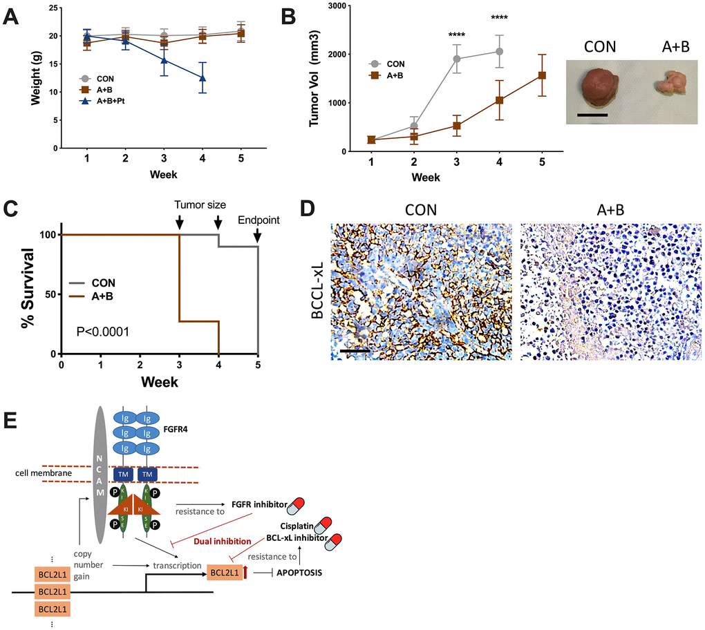 Dual inhibition of FGFR/BCL-xL is feasible in vivo. (A) weight monitoring of SK-OV-3 cell-implanted xenograft mice treated with 25 mg/kg/d of A-1331852, 100-mg/kg of BLU9931, Cisplatin equivalent of 75 mg/m2 of dose in humans; (B) tumor growth of SK-OV-3 cell-implanted xenograft mice treated with A-1331852 (A) and BLU9931 (B) or vehicle control with representative tumor image at endpoint, discontinued curve in control group indicating individuals reaching endpoint of tumor size; (C) Kaplan-Meier survival curve of control and treatment group compared by Log-rank test; (D) representative immunohistochemical staining of BCL-xL in extracted tumors; (E) schematic cartoon showing association between FGFR4/NCAM and BCL2L1 with drug sensitivity profile in the setting of current study. (N = 10 in all assays; Scale bar = 1cm; *P 