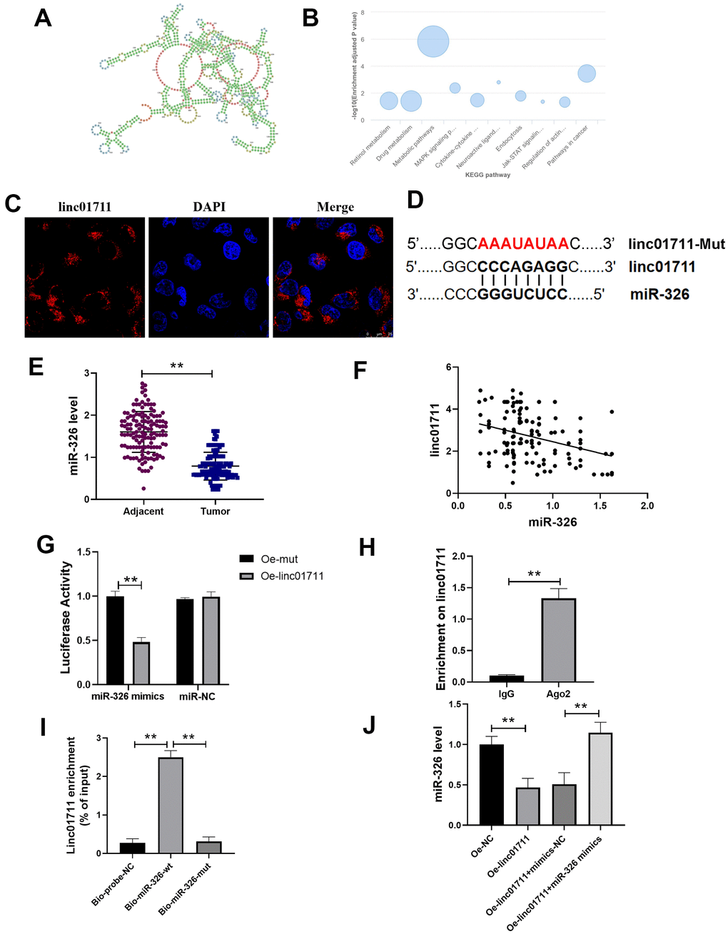 lncRNA LINC01711 binds miR-326 as a sponge. (A) Possible secondary structures of LINC01711. (B) Linc01711 KEGG regulatory networks predicting by LnCAR. (C) The LINC01711 subcellular localization was verified by FISH. (D) Predicted binding site of LINC01711 and miR-326. (E) The expression of miR-326 in ESCC and paracancerous tissues was detected by RT-qPCR. n=6. (F) The correlation between the expression of LINC01711 and miR-326 in ESCC was analyzed by Pearson correlation analysis. (G) Dual luciferase reporter assay was used to verify the binding of LINC01711 and miR-326. n=6. (H) The binding of LINC01711 and Ago2 was measured by RIP method. n=3. (I) The enrichment of LINC01711 by miR-326 was detected by RNA pull-down. n=3. (J) The level of miR-326 in each group was measured by RT-qPCR. n=6. ** p 