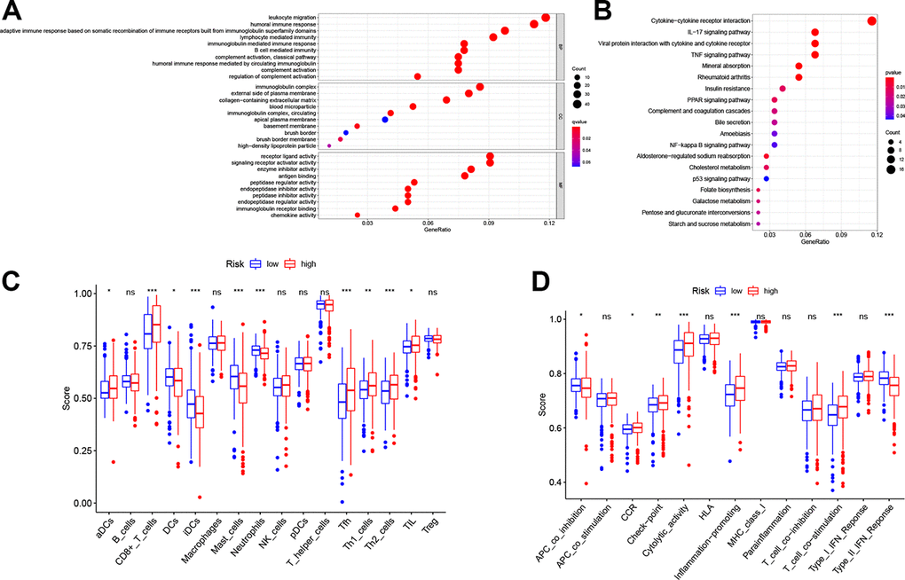 Functional analyses in the TCGA cohort. Representative results of the most significant GO enrichment (A) and KEGG pathways (B) in the TCGA cohort. ssGSEA scores of immune cells (C) and immune-related functions (D) between different risk groups. ns, not significant; *, P P P 