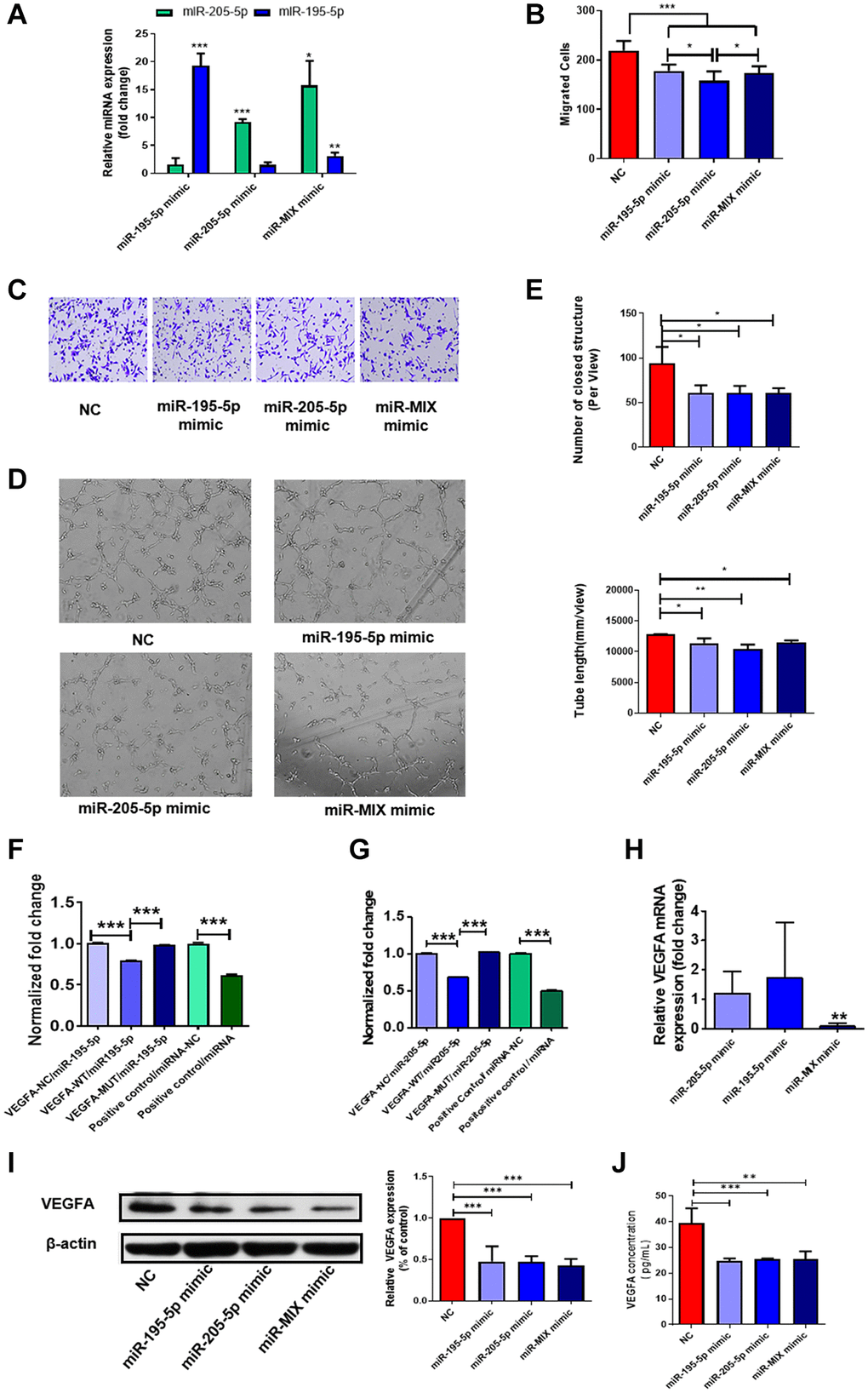 MiR-195-5p and miR-205-5p inhibited angiogenesis through reducing VEGFA. (A) MiR-195-5p and miR-205-5p expression level in HUVECs transfected with miRNA mimics was determined by qRT-PCR. (B, C) Transwell assay of HUVECs transfected with either or both of miR-195-5p and miR-205-5p mimics. (D, E) In vitro tube formation assay of HUVECs transfected with either or both of miR-195-5p and miR-205-5p mimics. (F, G) VEGFA-3′-UTR luciferase reporter assays of HUVECs in the presence of miR-195-5p and miR-205-5p mimics separately. (H, I) The expression level of VEGFA in HUVECs overexpressing either or both of the miRNA mimics were detected by qRT-PCR and western blot separately. (J) The concentration of VEGFA in culture medium of HUVECs overexpressing either or both of the miRNA mimics were detected by Elisa. *P **P ***P 