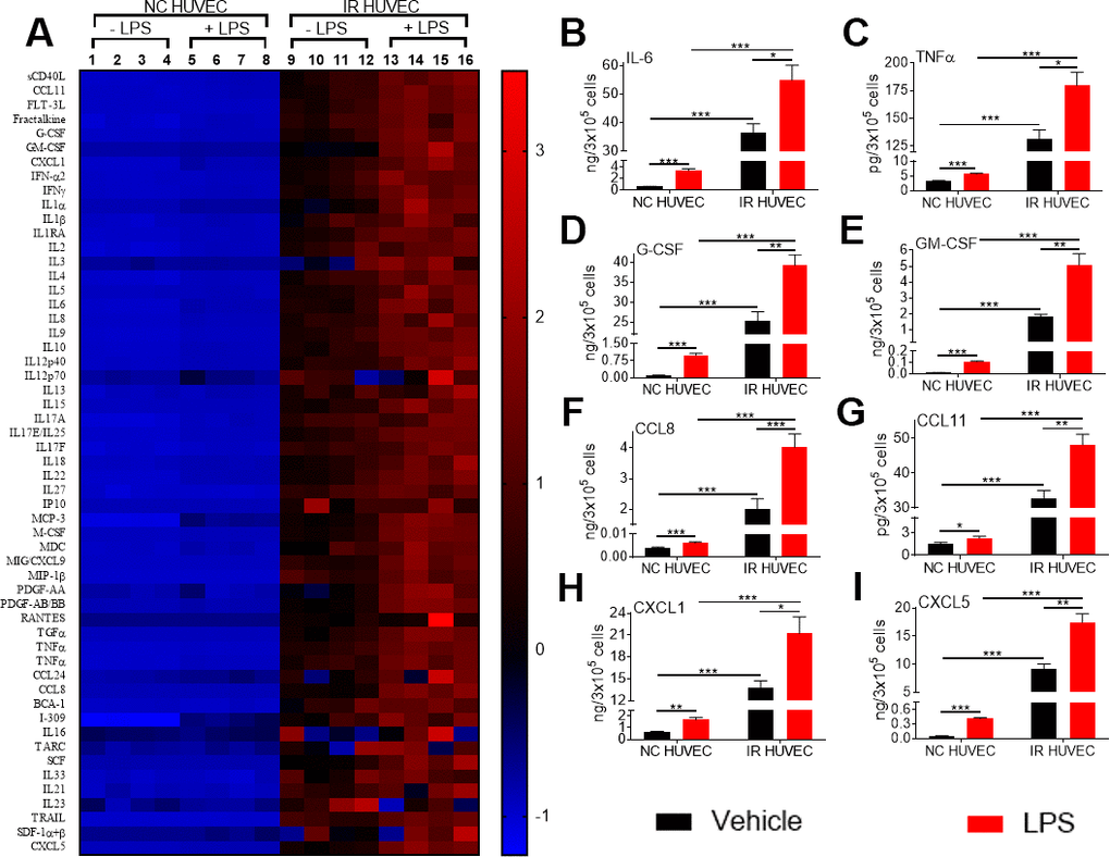 Comparison of the production of inflammatory cytokines and chemokines by NC HUVEC and IR HUVEC. (A) Heat-map representing the normalized concentrations of inflammatory cytokines and chemokines in the conditioned media of NC HUVEC and IR HUVEC stimulated with vehicle or LPS (30 ng/ml) for 24 hours. (B–I) Normalized concentration of IL6 (B), TNFα (C), G-CSF (D), GM-CSF (E), CCL8 (F), CCL11 (G), CXCL1 (H), and CXCL5 (I), produced by NC HUVEC and IR HUVEC stimulated with vehicle or LPS (30 ng/ml) for 24 hours. (n = 4; mean ± SEM; * p