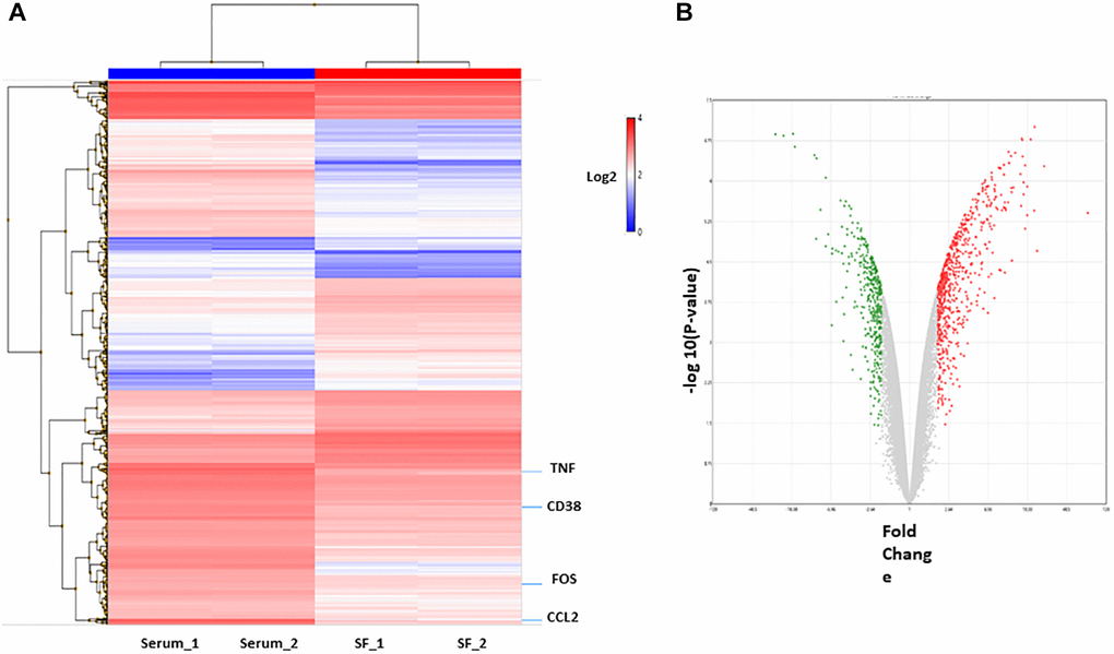 Differentially expressed genes in culture system with or without serum. (A) Hierarchical cluster showing the genes differentially expressed between the two groups. Significant genes (fold change of 2.0 and p B) The volcano plot shows 839 genes differentially expressed (578 genes upregulated (red) and 261 downregulated (green) in serum condition).